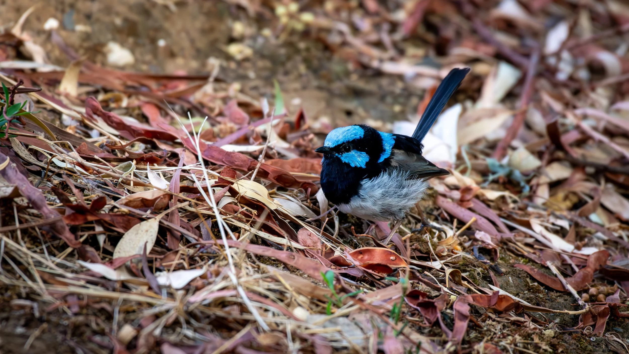 Superb Fairy Wren, Laratinga Wetlands, SA, Australia. February 2026.