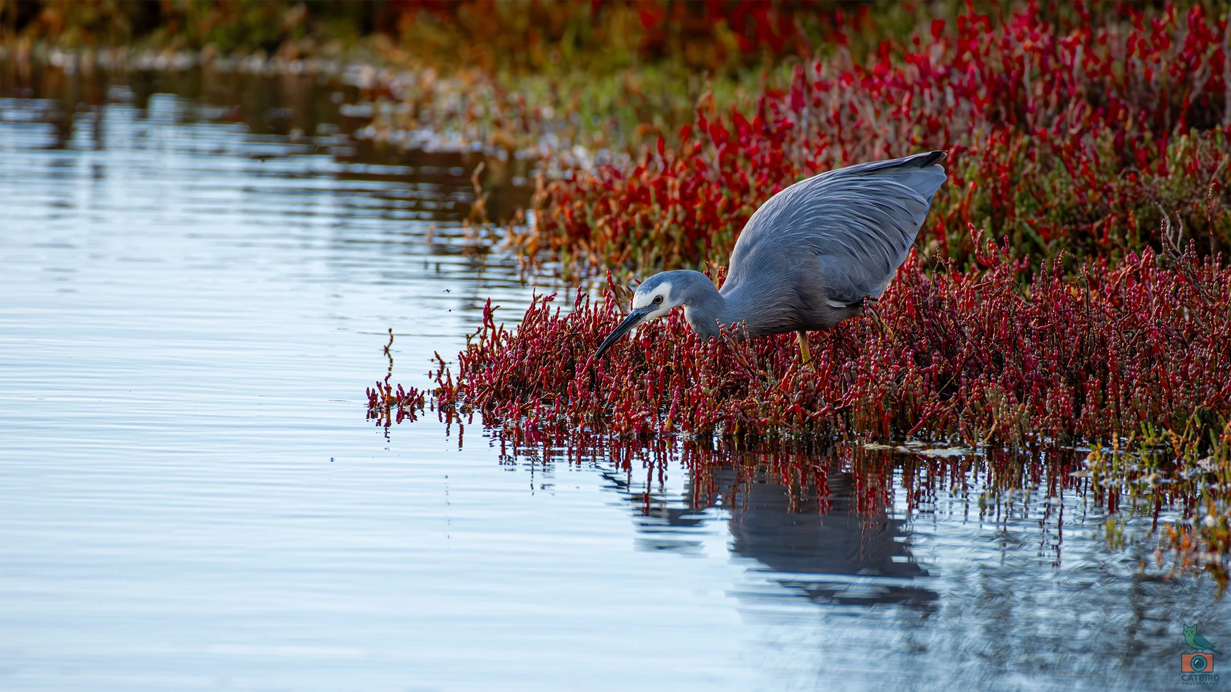 White Faced Heron, Port Fairy, VIC, Australia. May 2026.