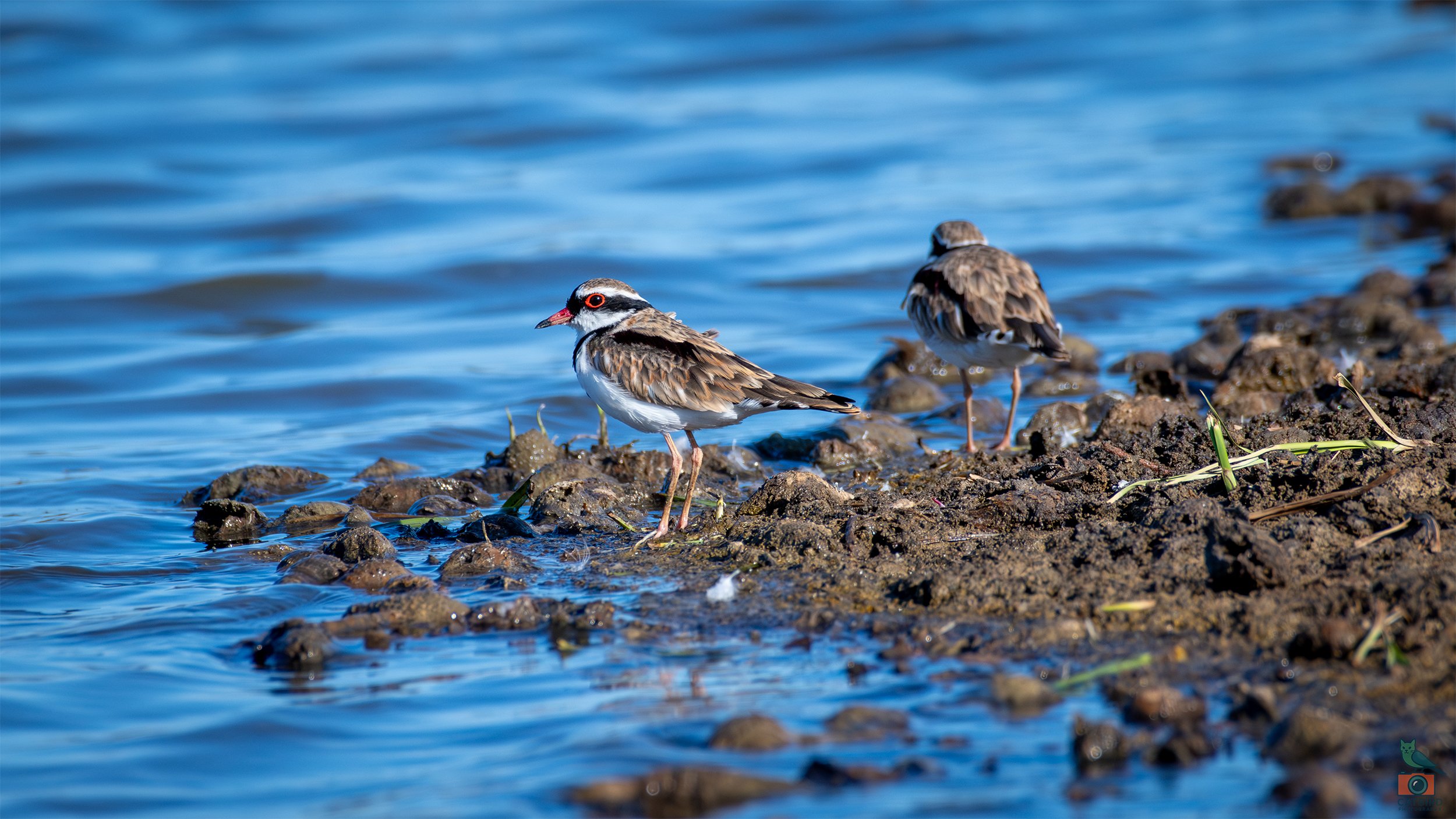Black Fronted Dotterel, Greenfields Wetlands, SA, Australia. March 2026.
