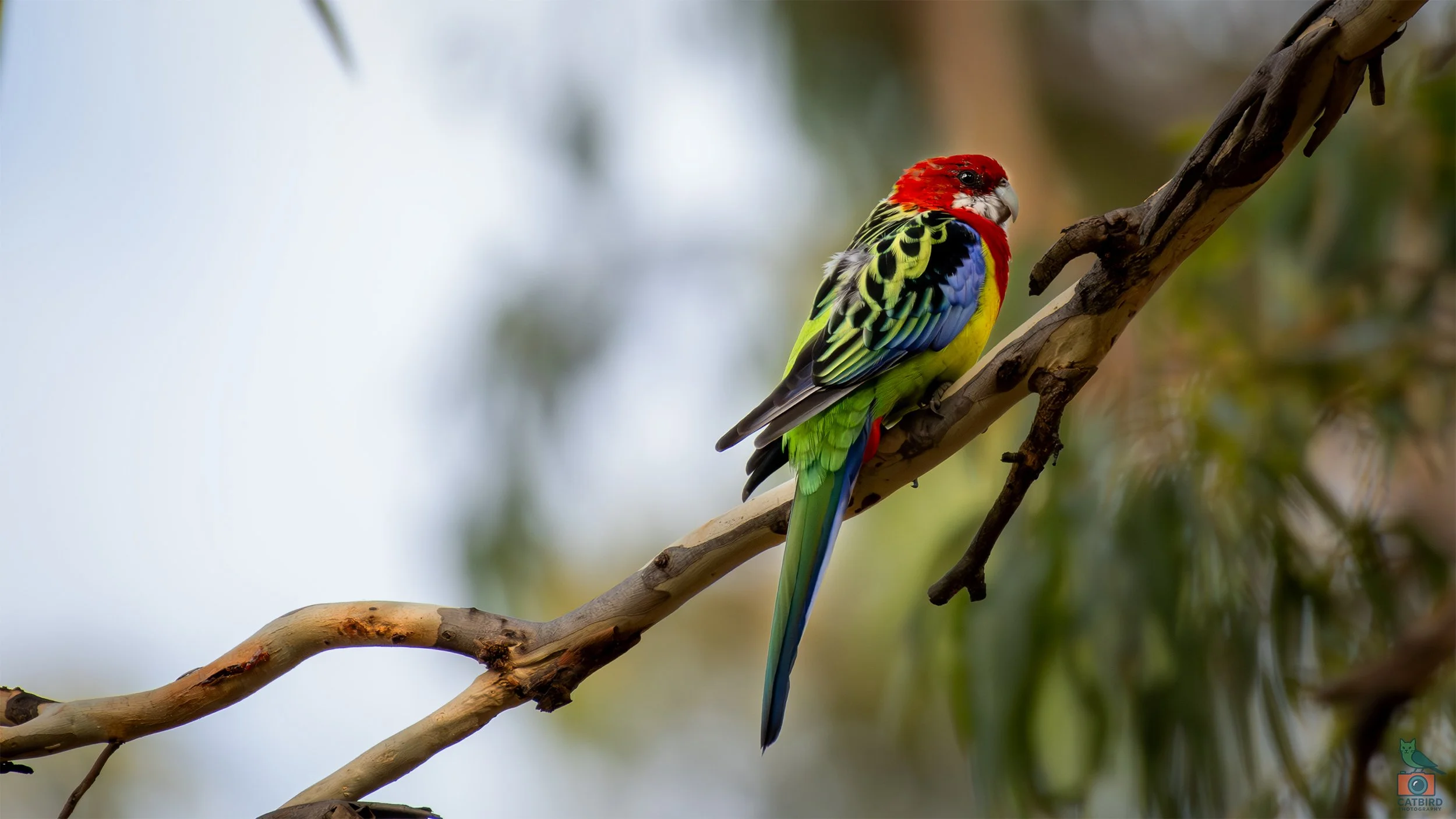 Eastern Rosella, Belair National Park, SA, Australia. March 2026.