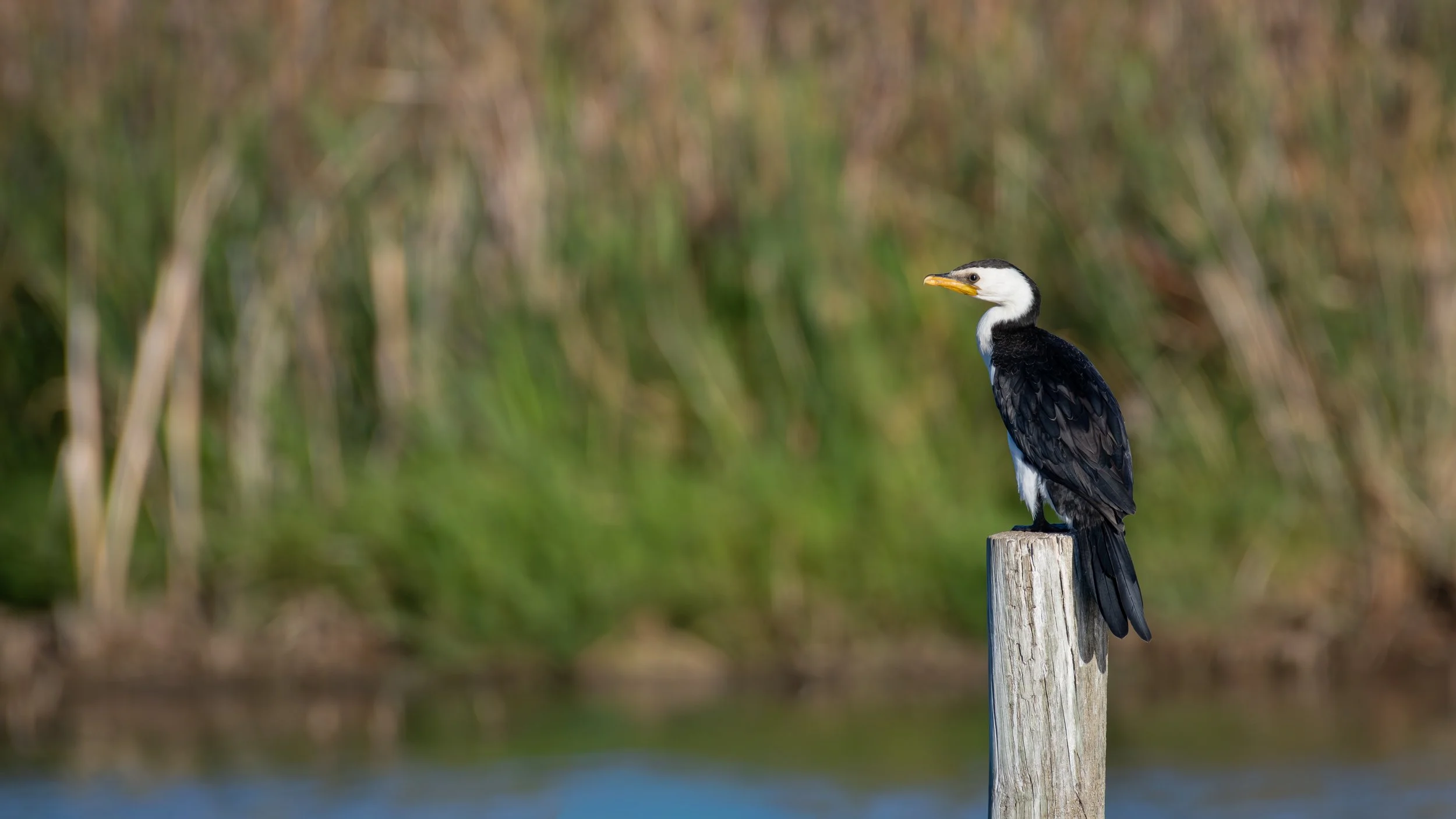 Little Pied Cormorant, Greenfields Wetlands, SA, Australia. March 2025