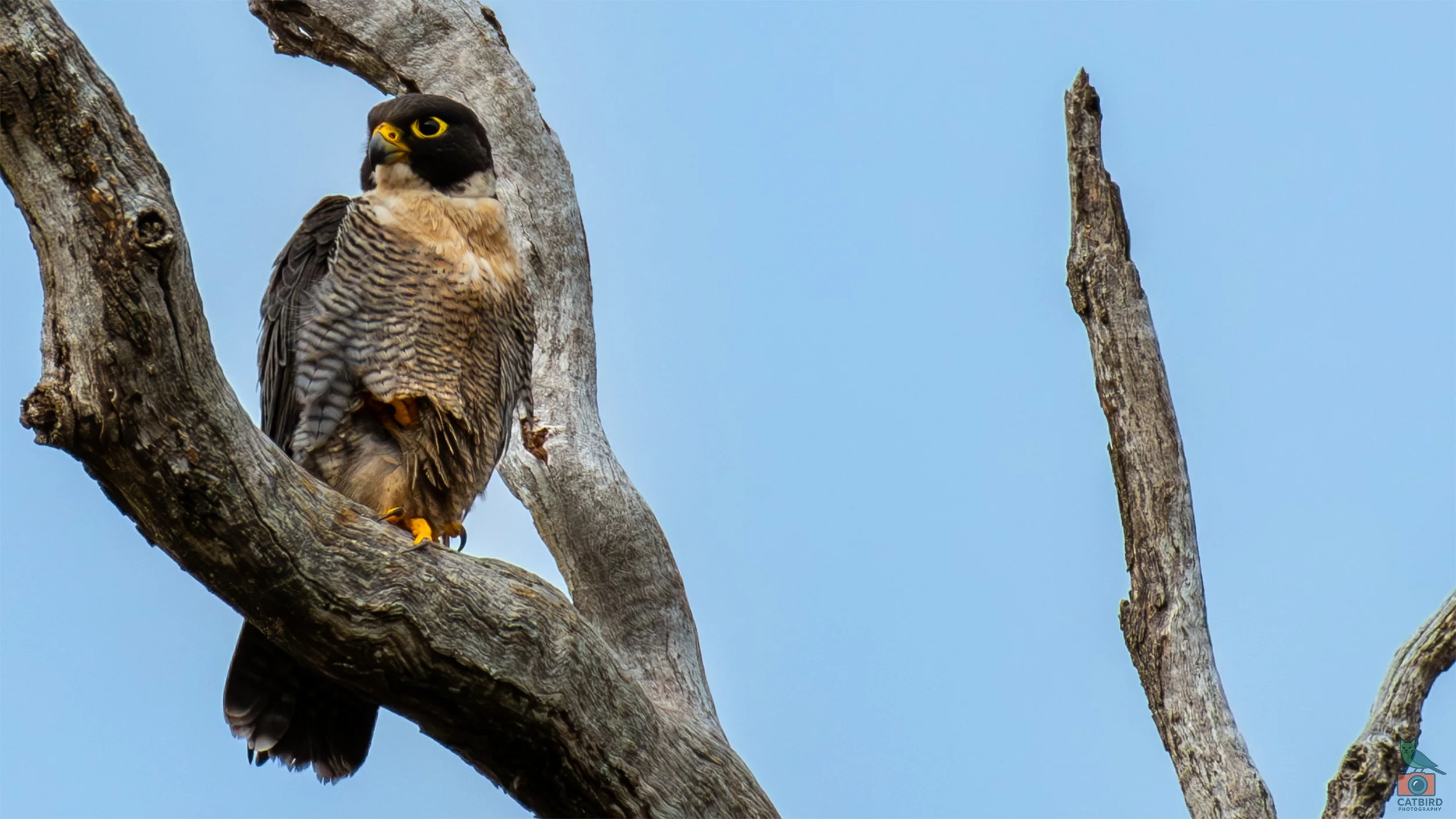 Peregine Falcon, Belair National Park, SA, Australia. May 2026.