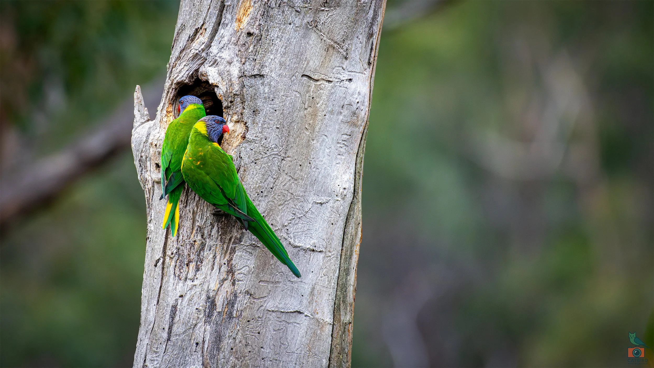 Rainbow Lorikeet, Mt Lofty National Park, SA Australia. May 2026.