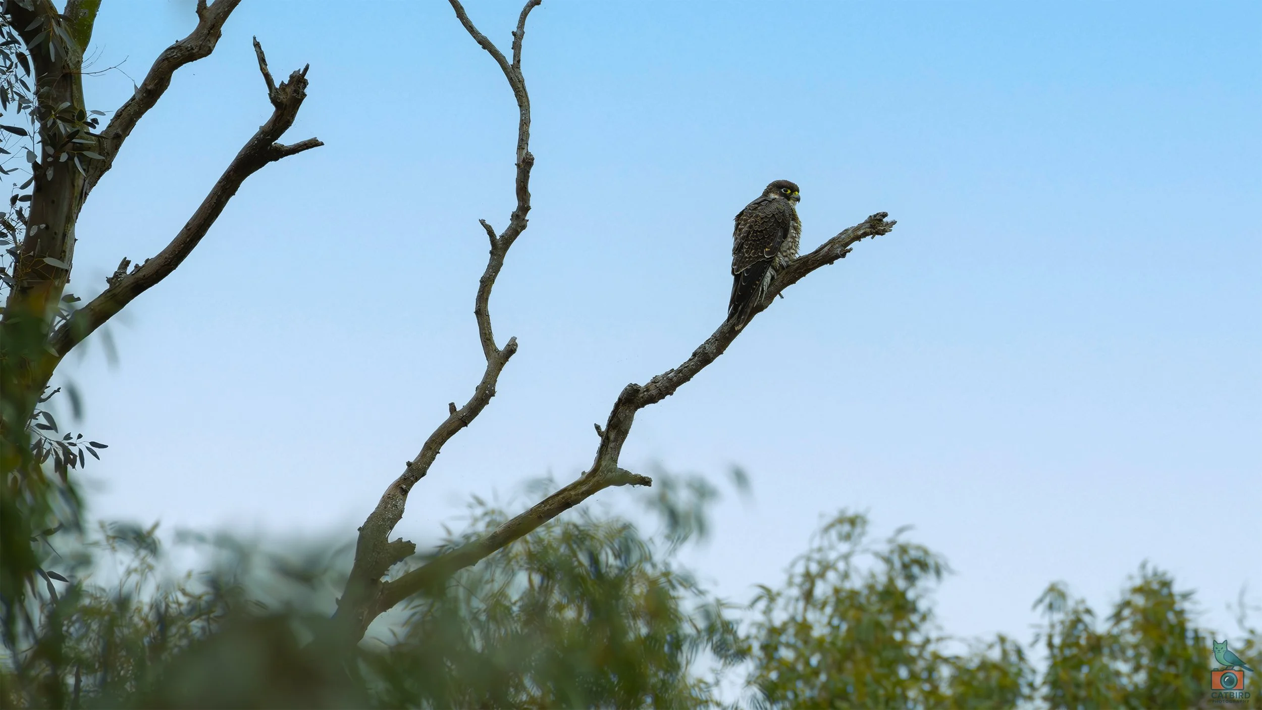 Peregine Falcon, Laratinga Wetlands, SA, Australia. May 2026.