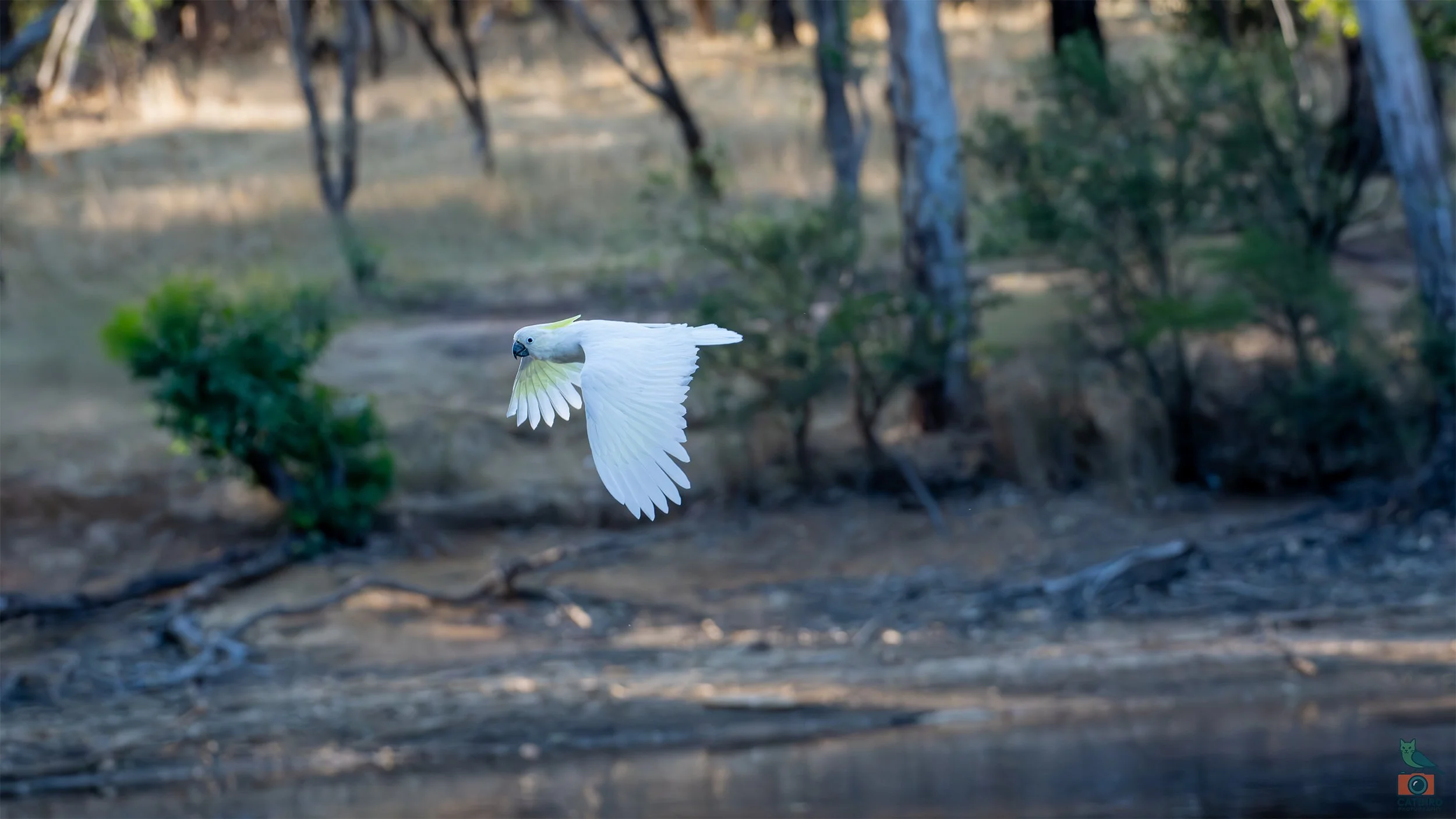 Sulphur Crested Cockatoo, Belair National Park, SA, Australia. February 2026.