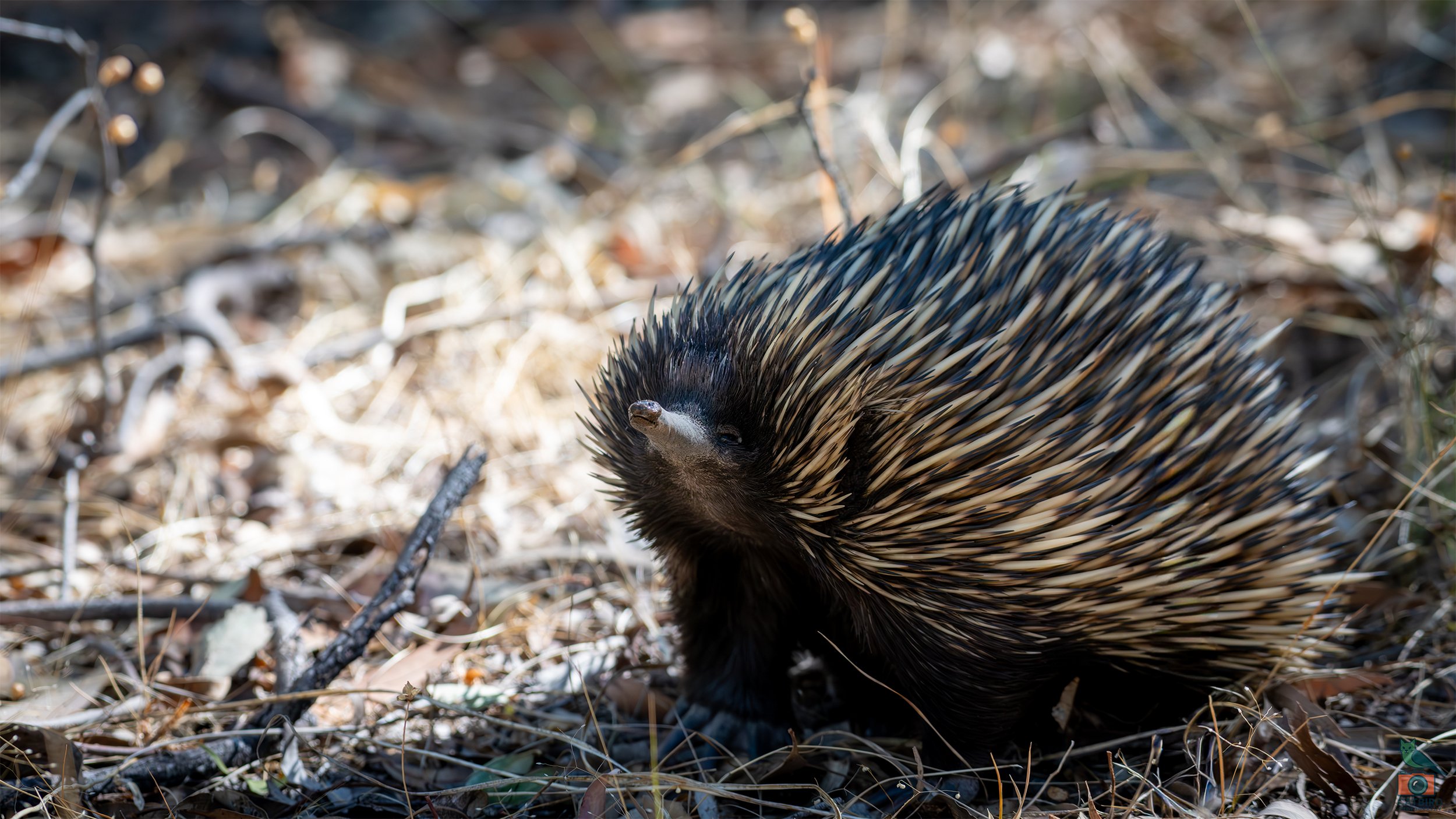 Echidna, Belair National Park, SA, Australia. February 2026.
