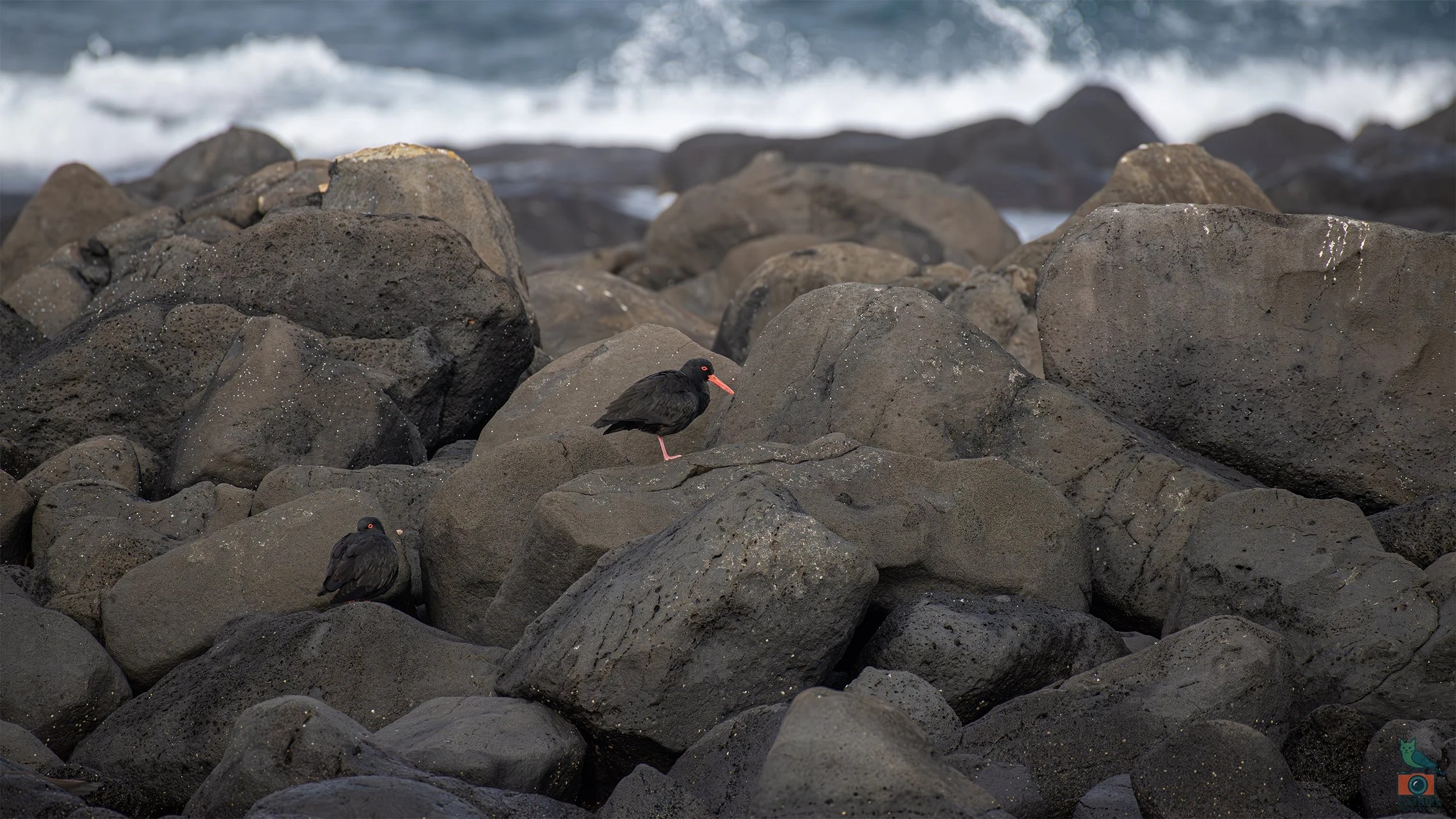 Sooty Oyster Catcher, Port Fairy, VIC, Australia. May 2026.