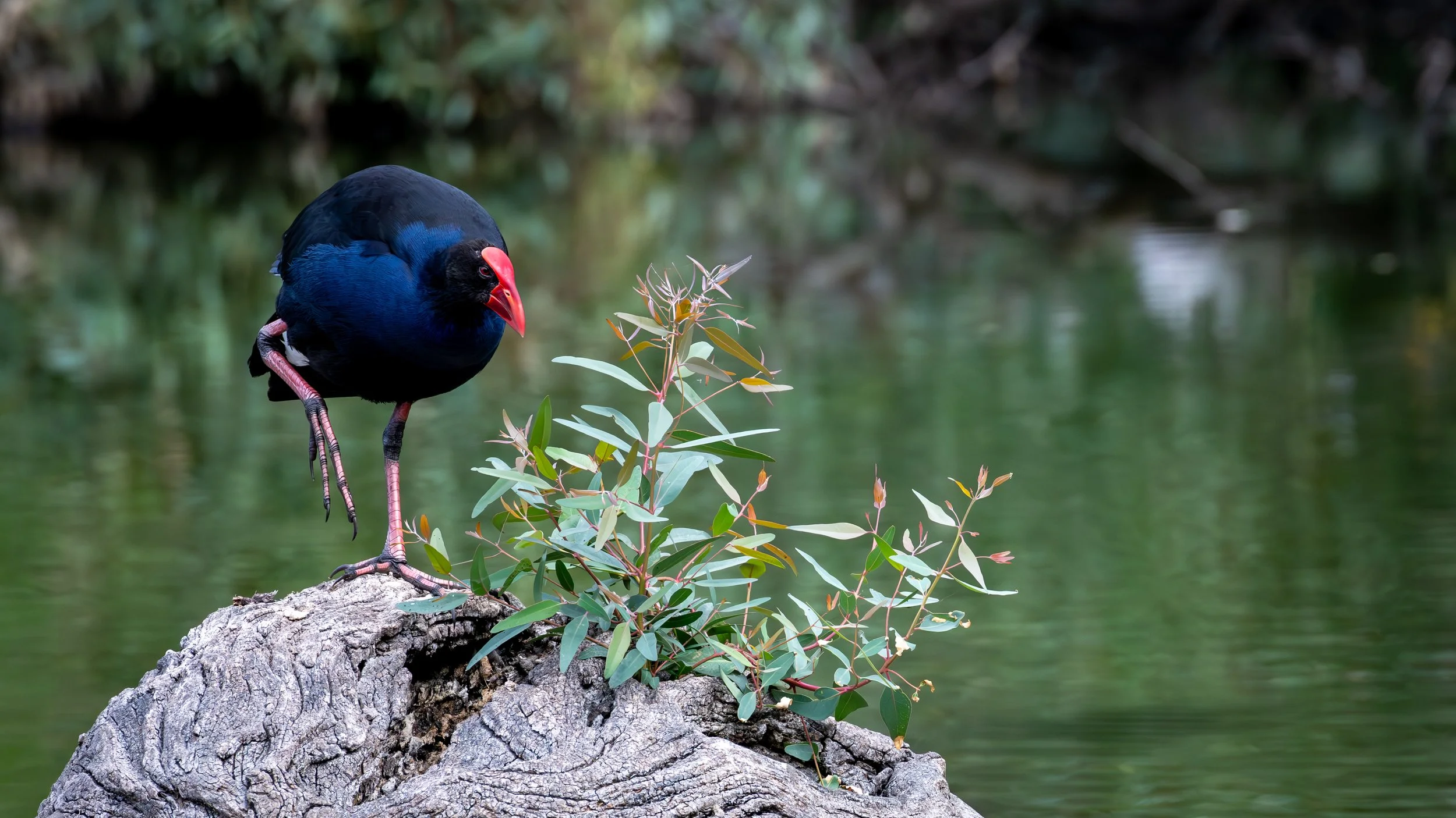 Swamp Hen, Laratinga Wetlands, SA, Australia. February 2026.