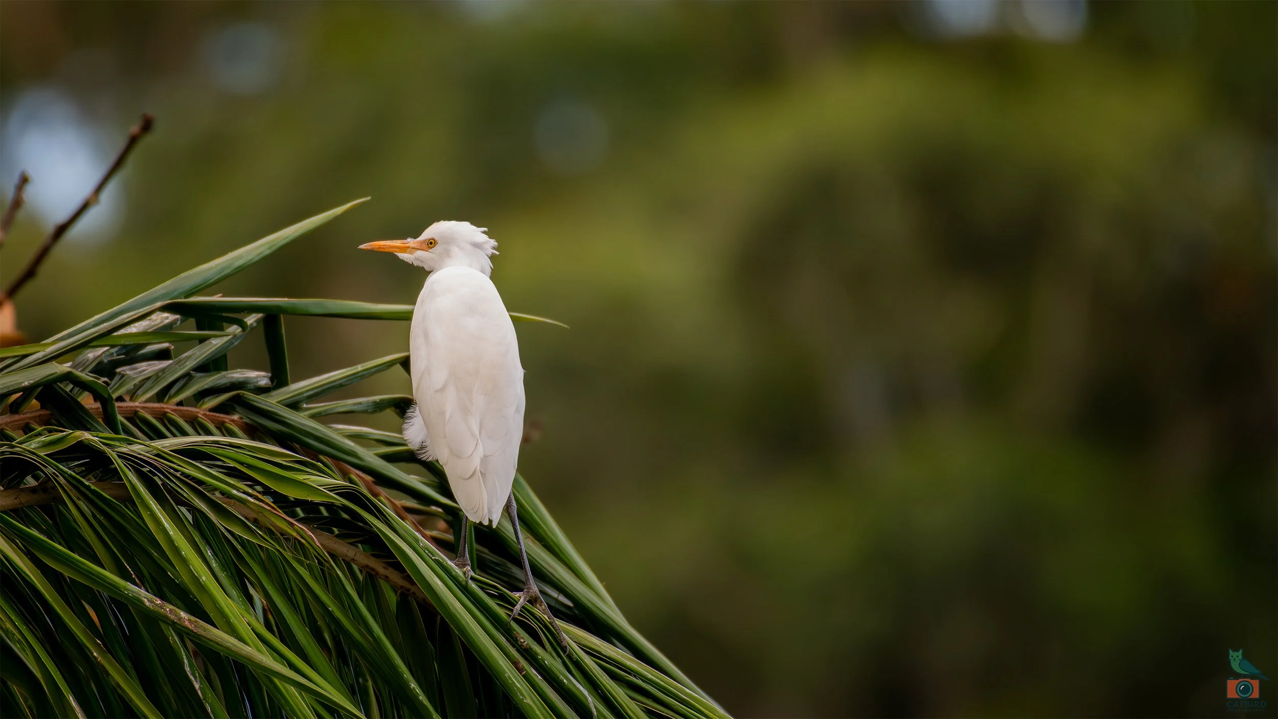 Cattle Egret, Wollongong, NSW, Australia. April 2025