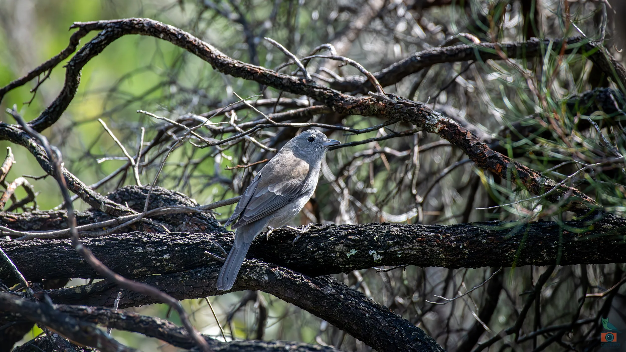 Grey Shrike Thrush, Mt Lofty National Park, SA Australia. May 2026.