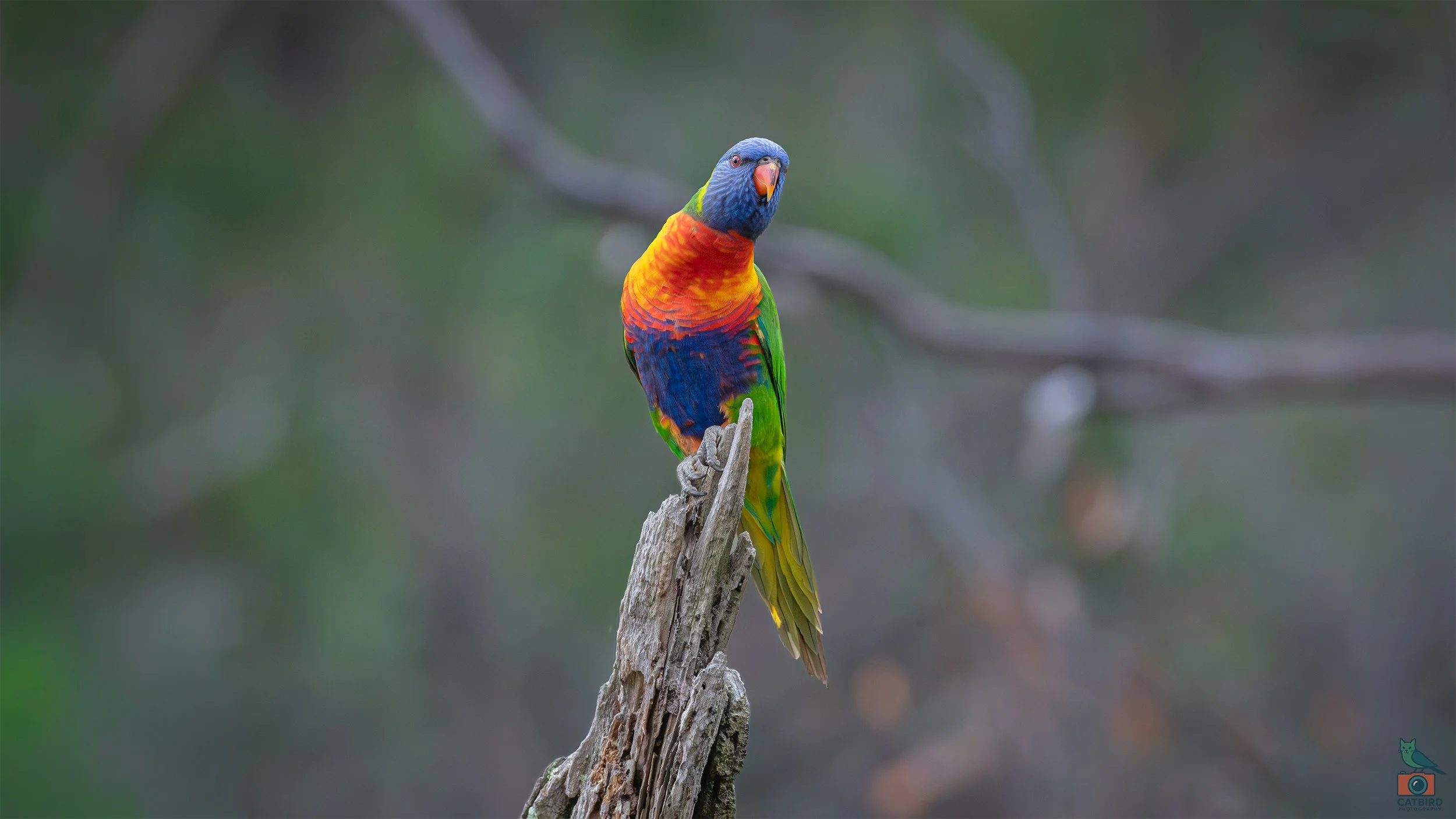 Rainbow Lorikeet, Mt Lofty National Park, SA Australia. May 2026.