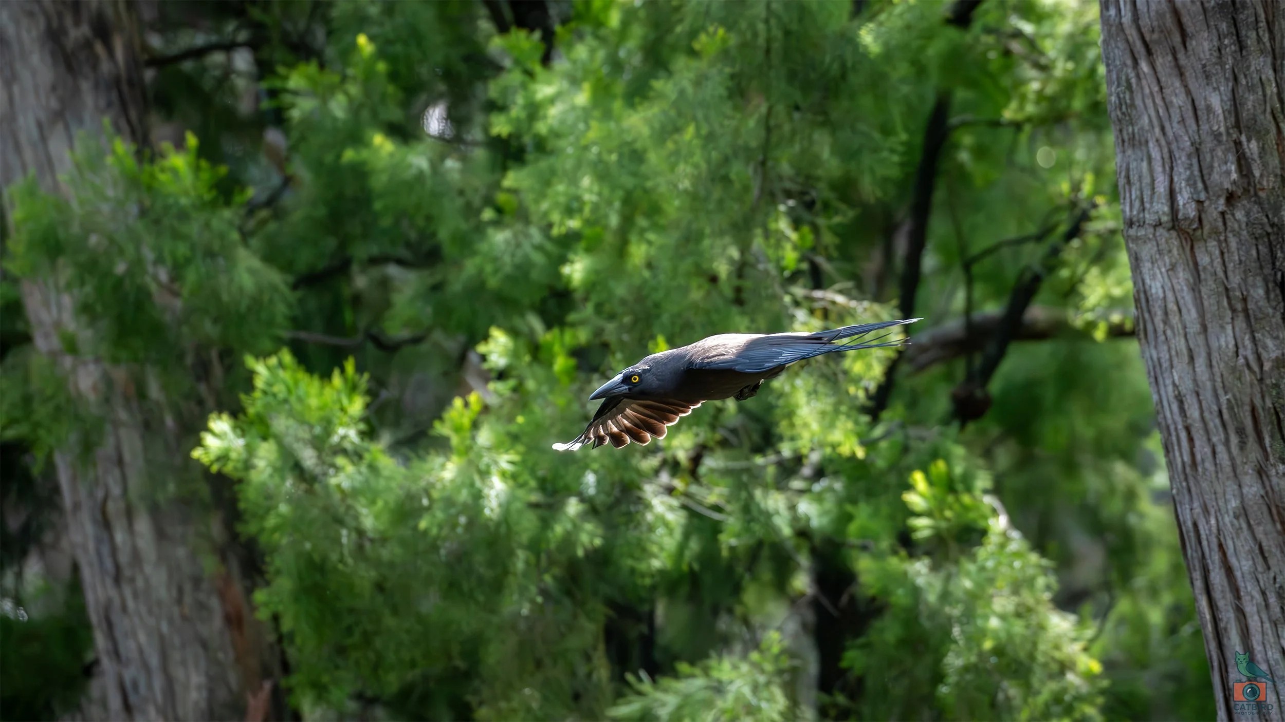 Pied Currawong, Mt Lofty National Park, SA Australia. May 2026.