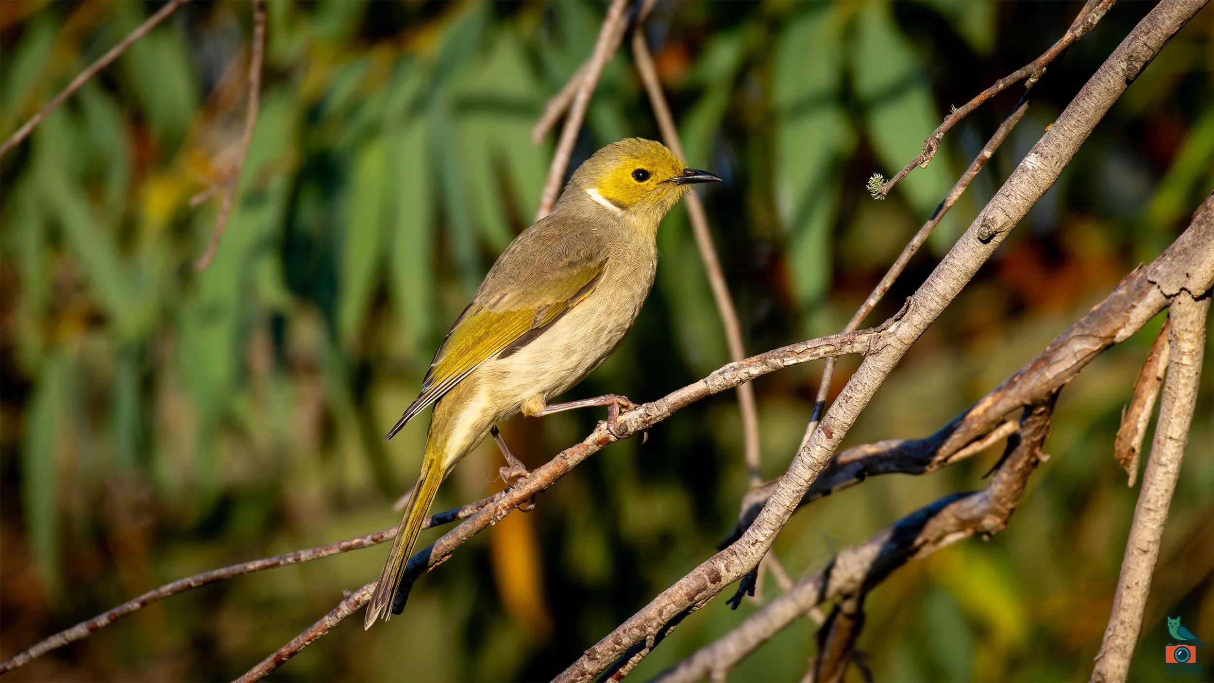 White Plumed Honeyeater, Tenterfield, NSW. April 2025.