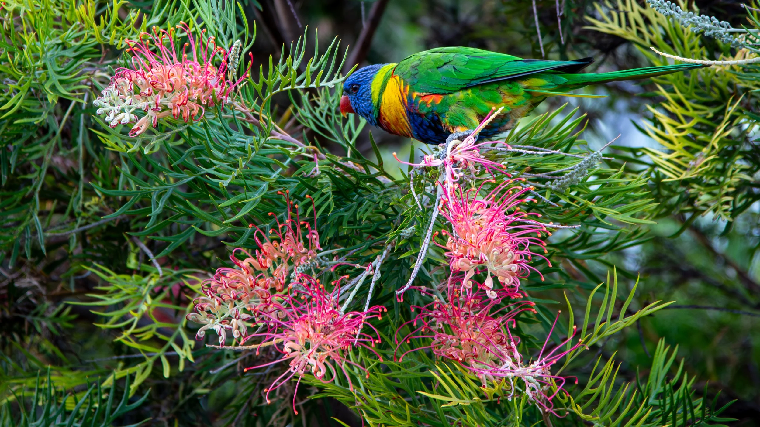 Rainbow Lorikeet, Glenelg North, SA, Australia. January 2025.