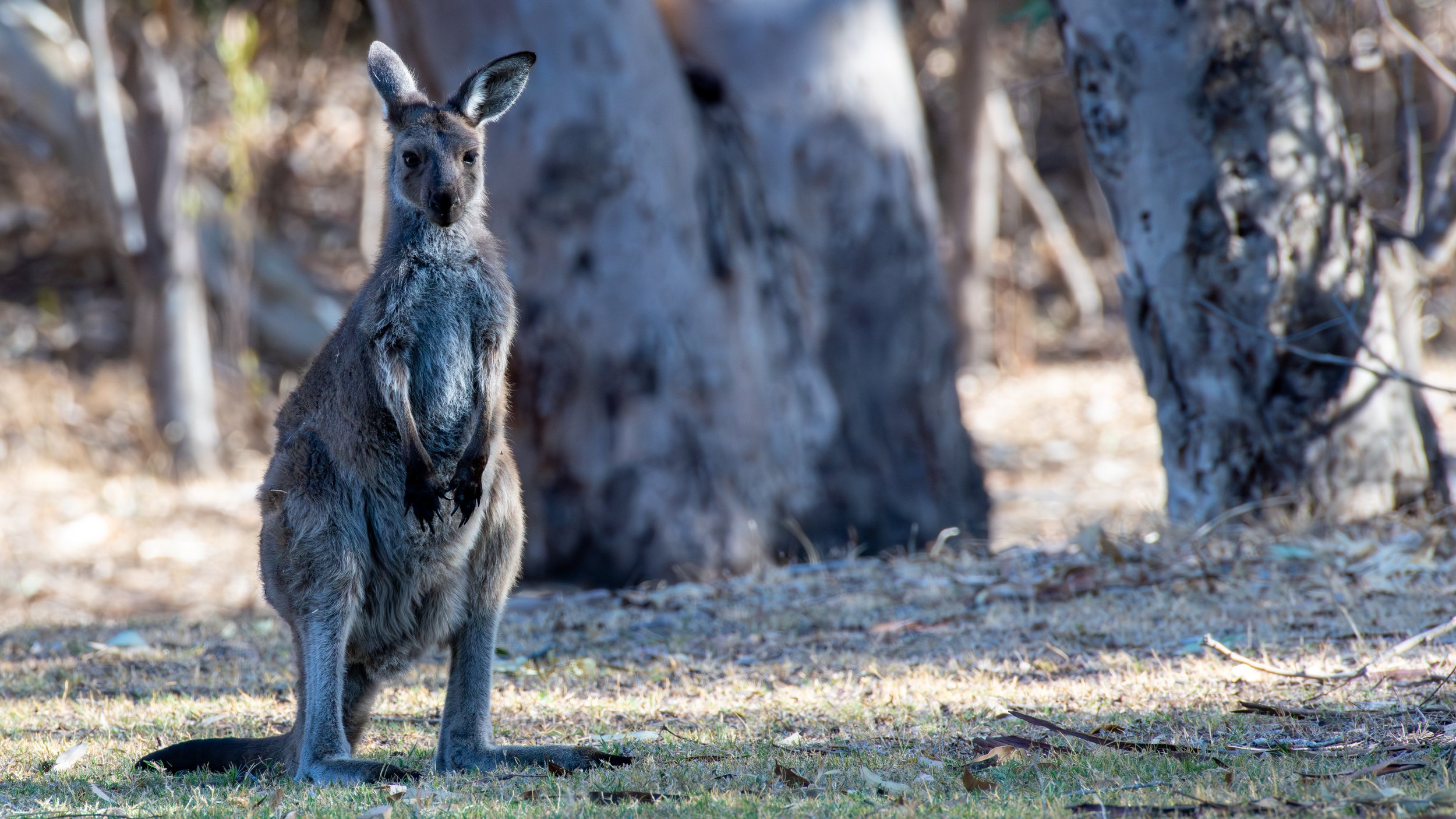 Western Grey Kangaroo, Belair National Park, SA, Australia. March 2025.