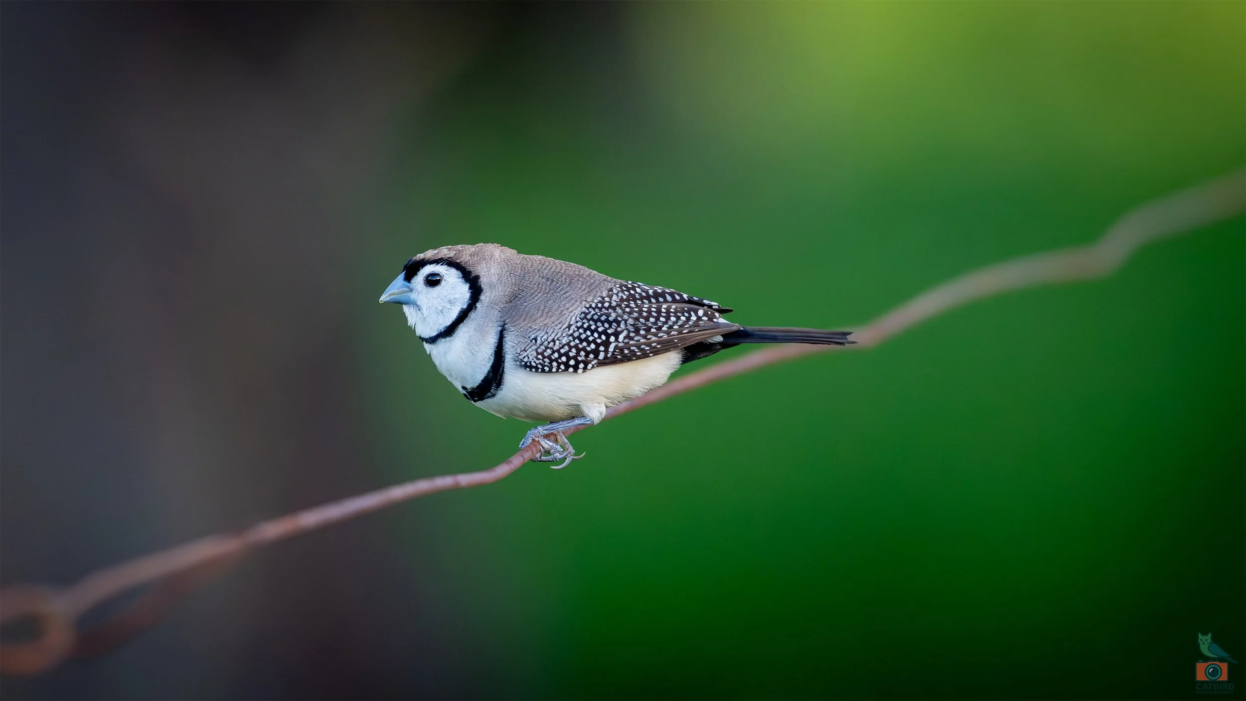 Double Barred Finch, Tenterfield, NSW. April 2025