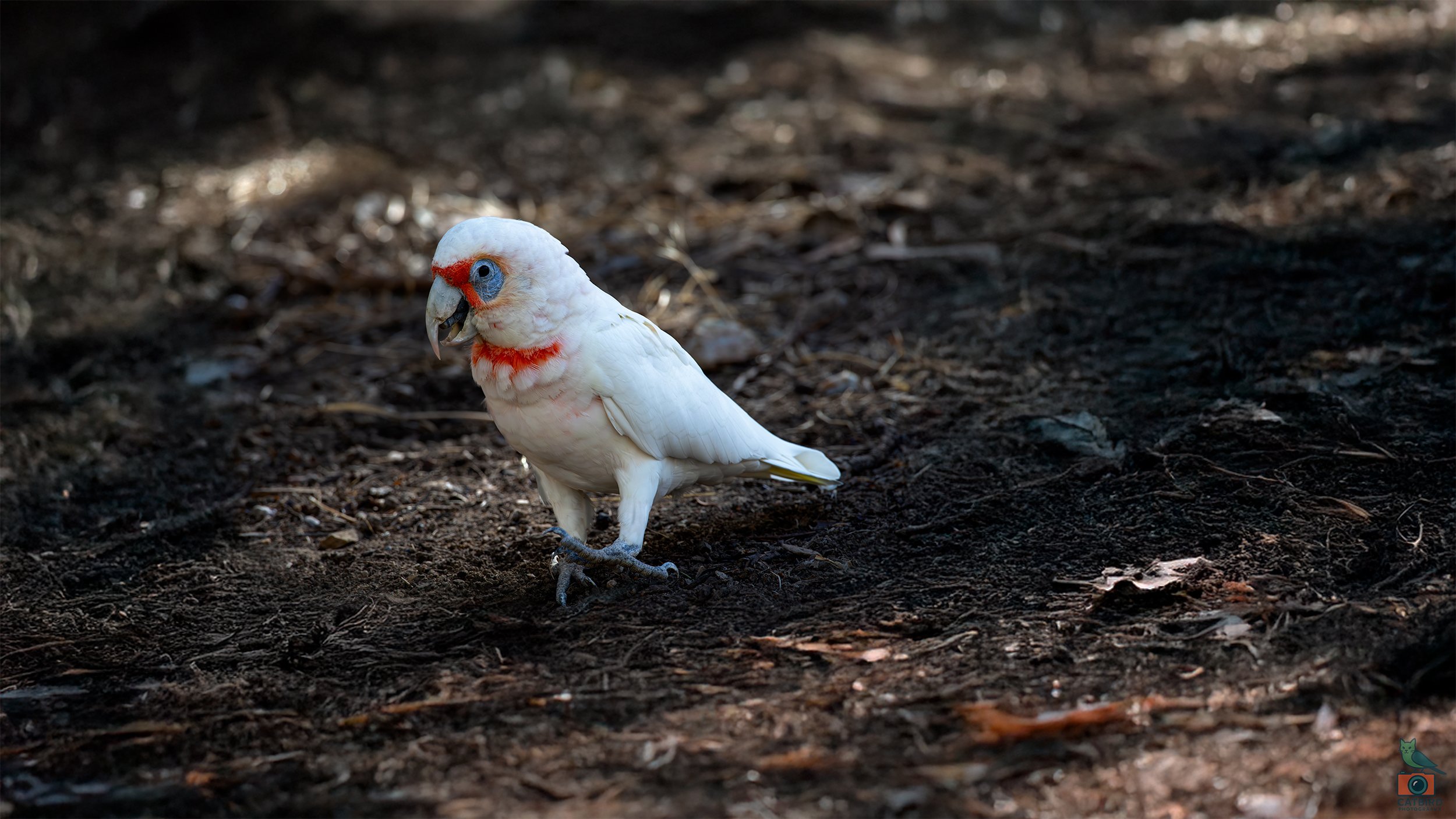 Long Billed Corella, Belair National Park, SA Australia. March 2025.
