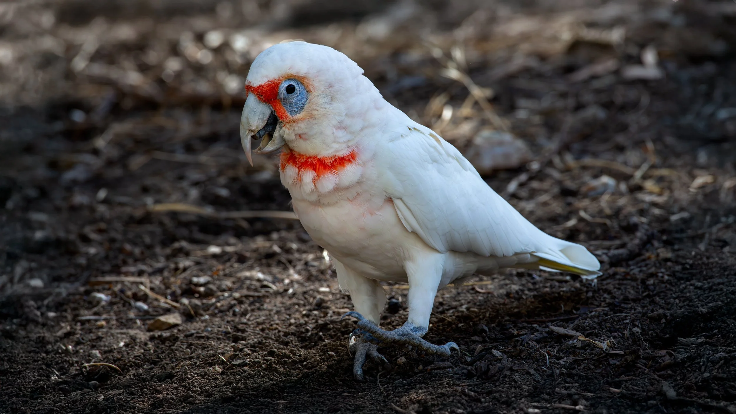 Long Billed Corella, Belair National Park, SA Australia. March 2025.