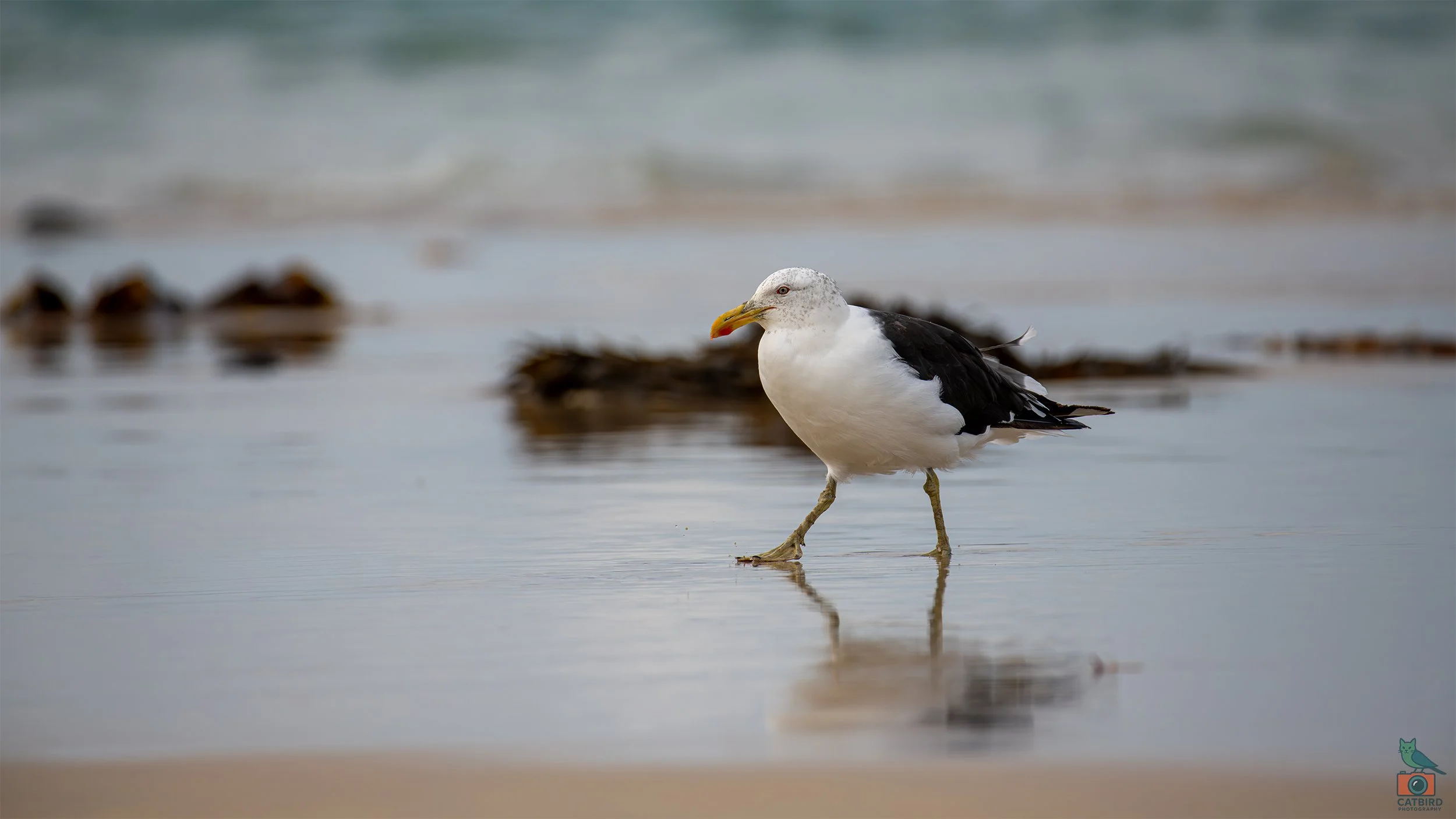Kelp Gull, Port Fairy, VIC, Australia. May 2026.