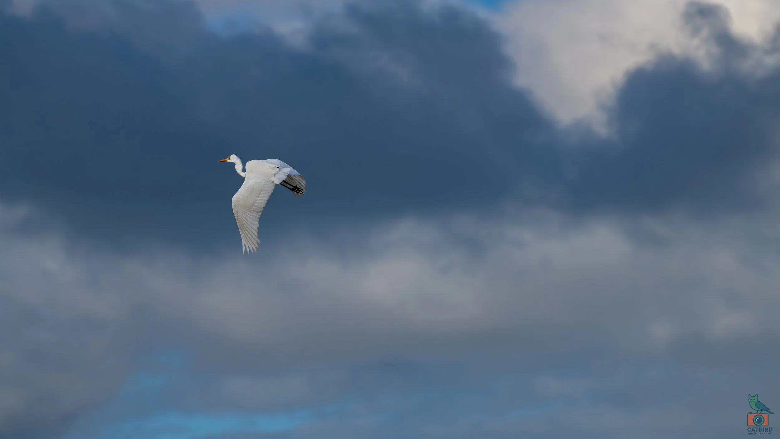 Great Egret, Port Fairy, VIC, Australia. May 2026.