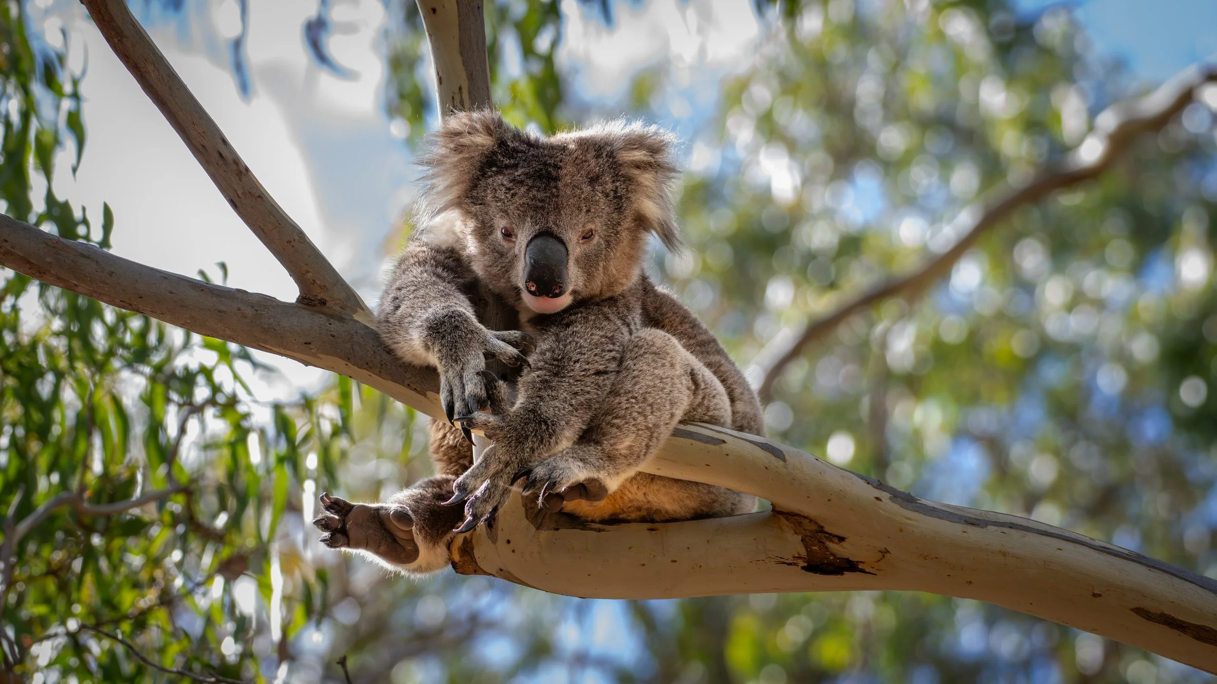 Koala, Belair National Park, SA, Australia. March 2026.