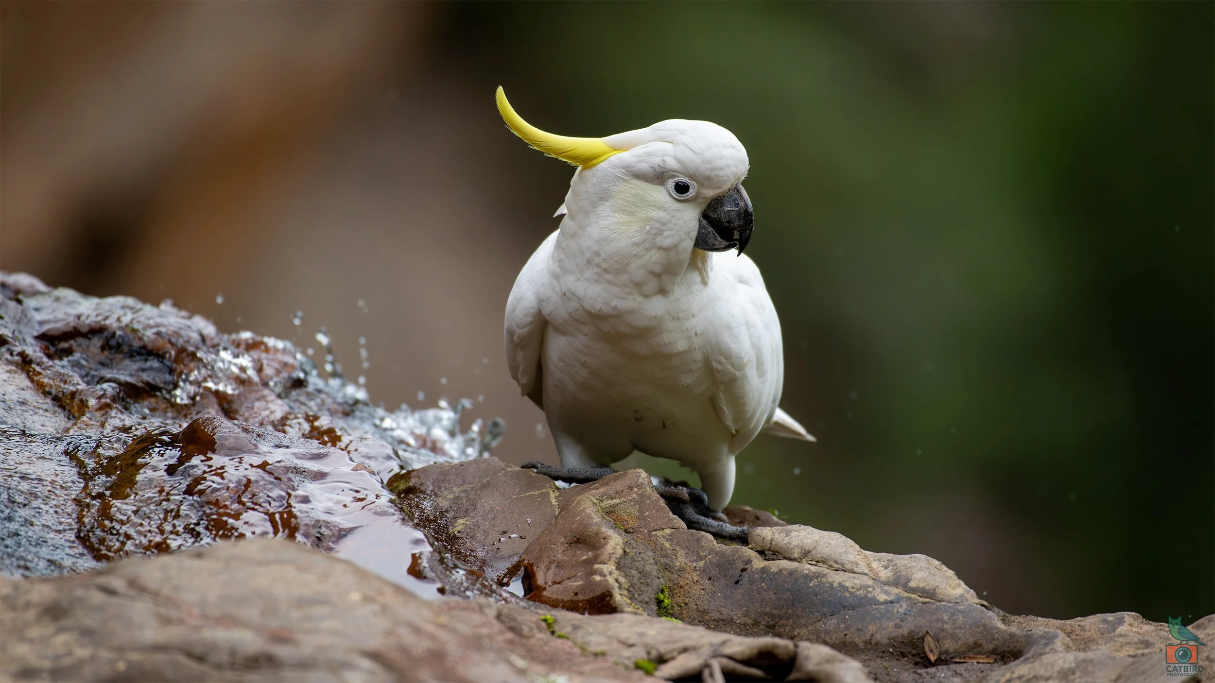 Sulphur Crested Cockatoo, Katoomba, NSW, Australia. April 2025.