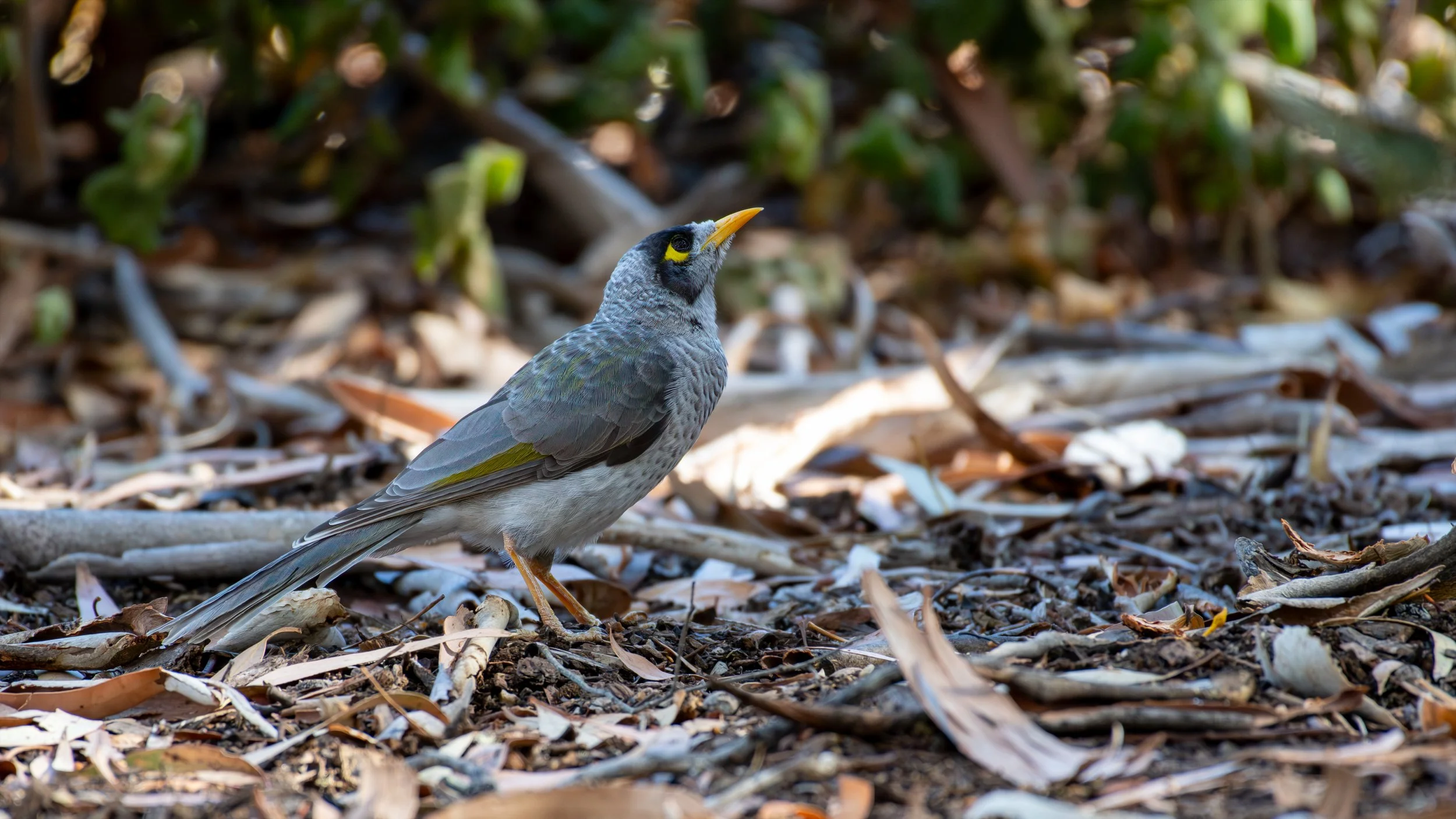 Noisy Minah, Wittunga Botanic Garden, SA Australia. March 2025.