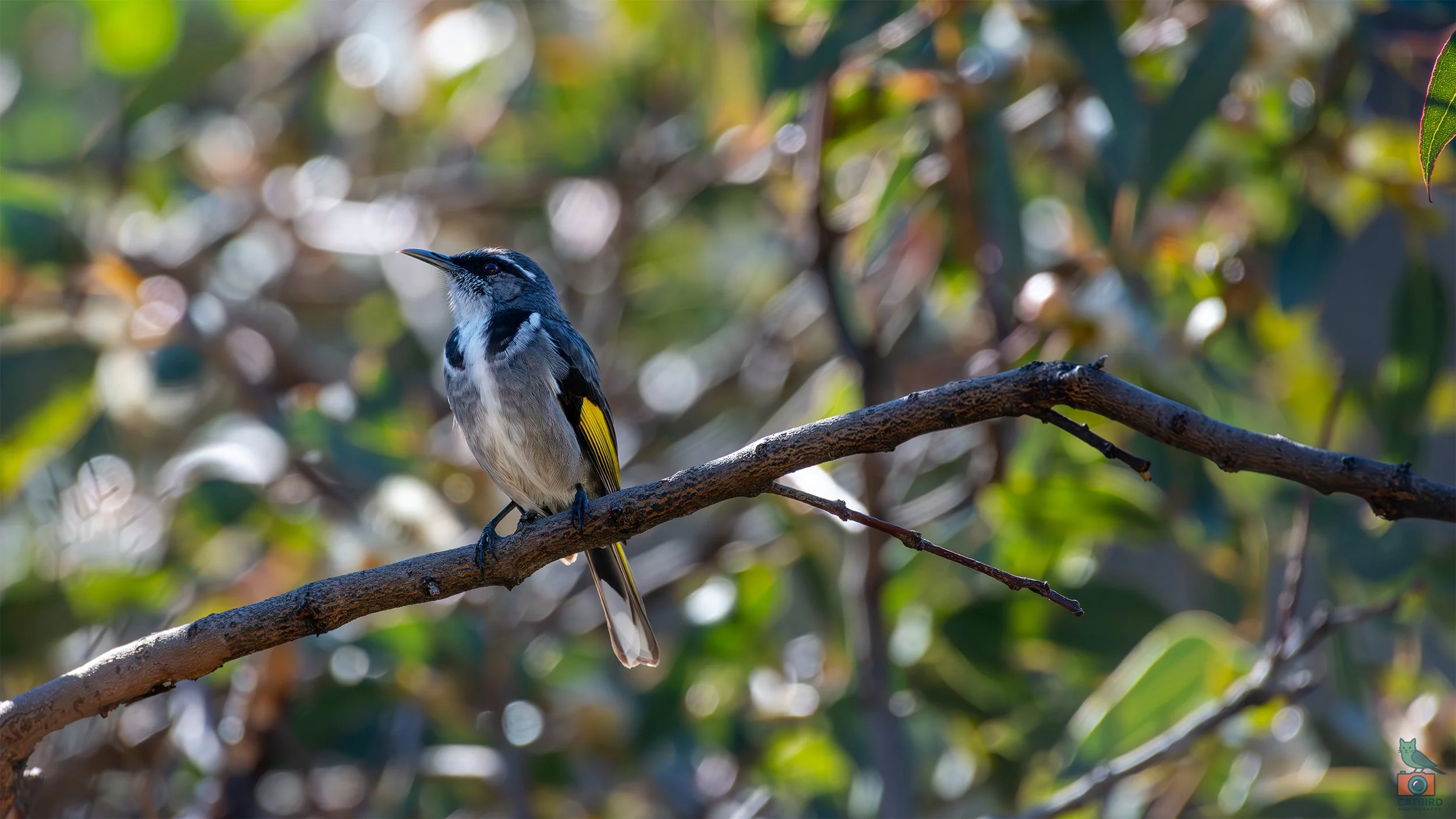 Crescent Honey Eater, Mt Lofty National Park, SA Australia. May 2026.