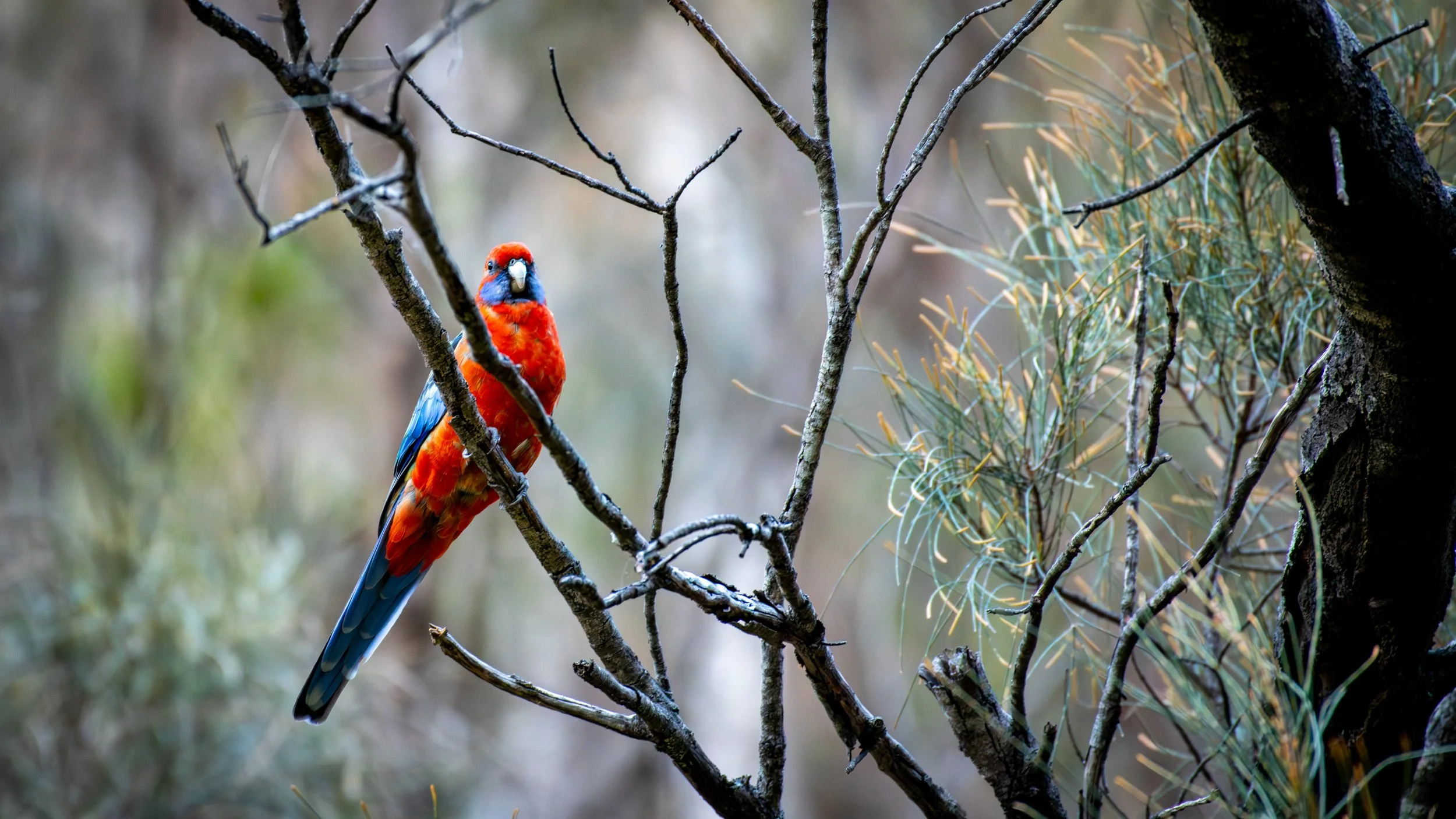 Adelaide Rosella, Belair National Park, SA, Australia. July 2025.
