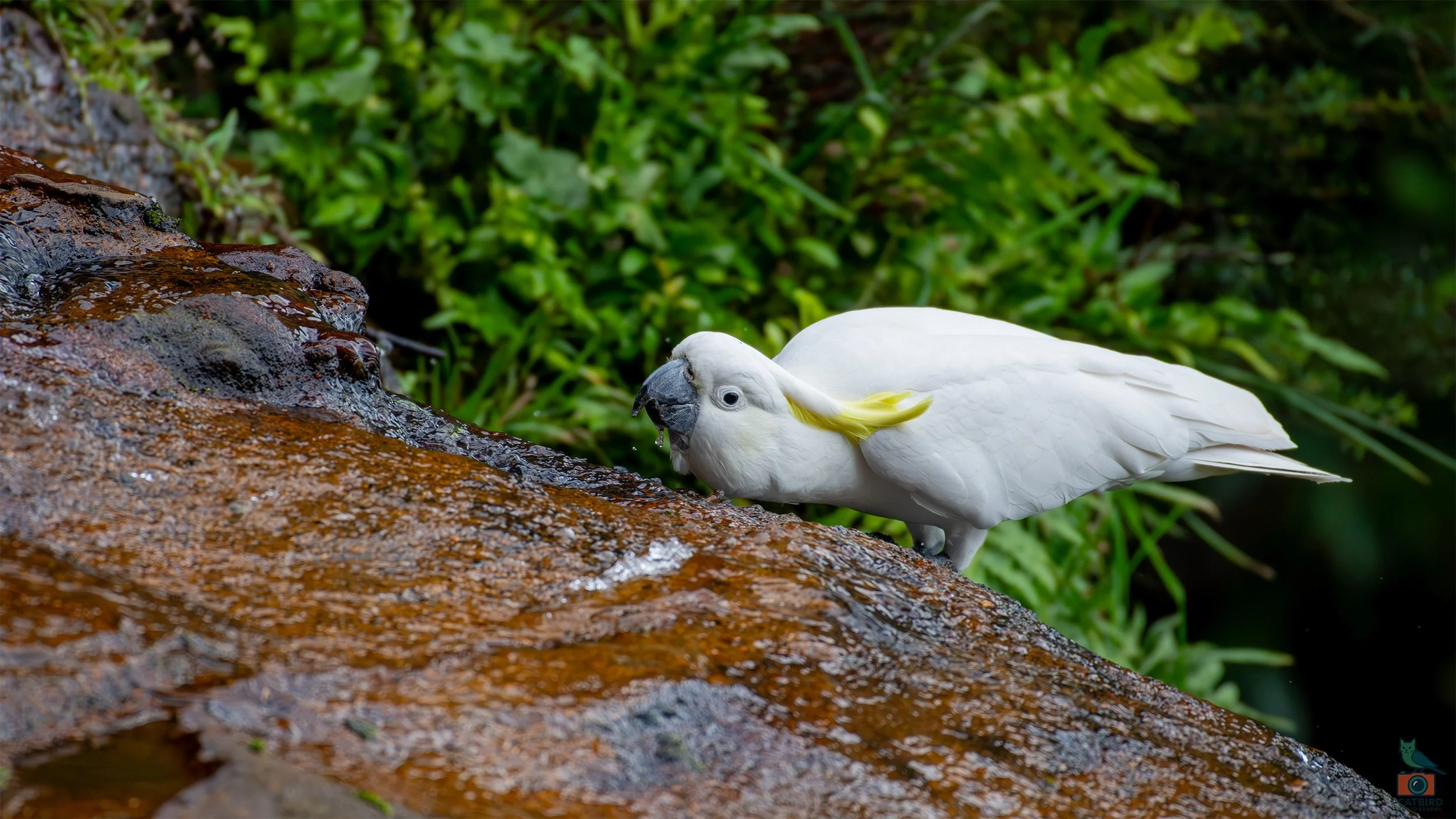 Sulphur Crested Cockatoo, Katoomba, NSW, Australia. April 2025.
