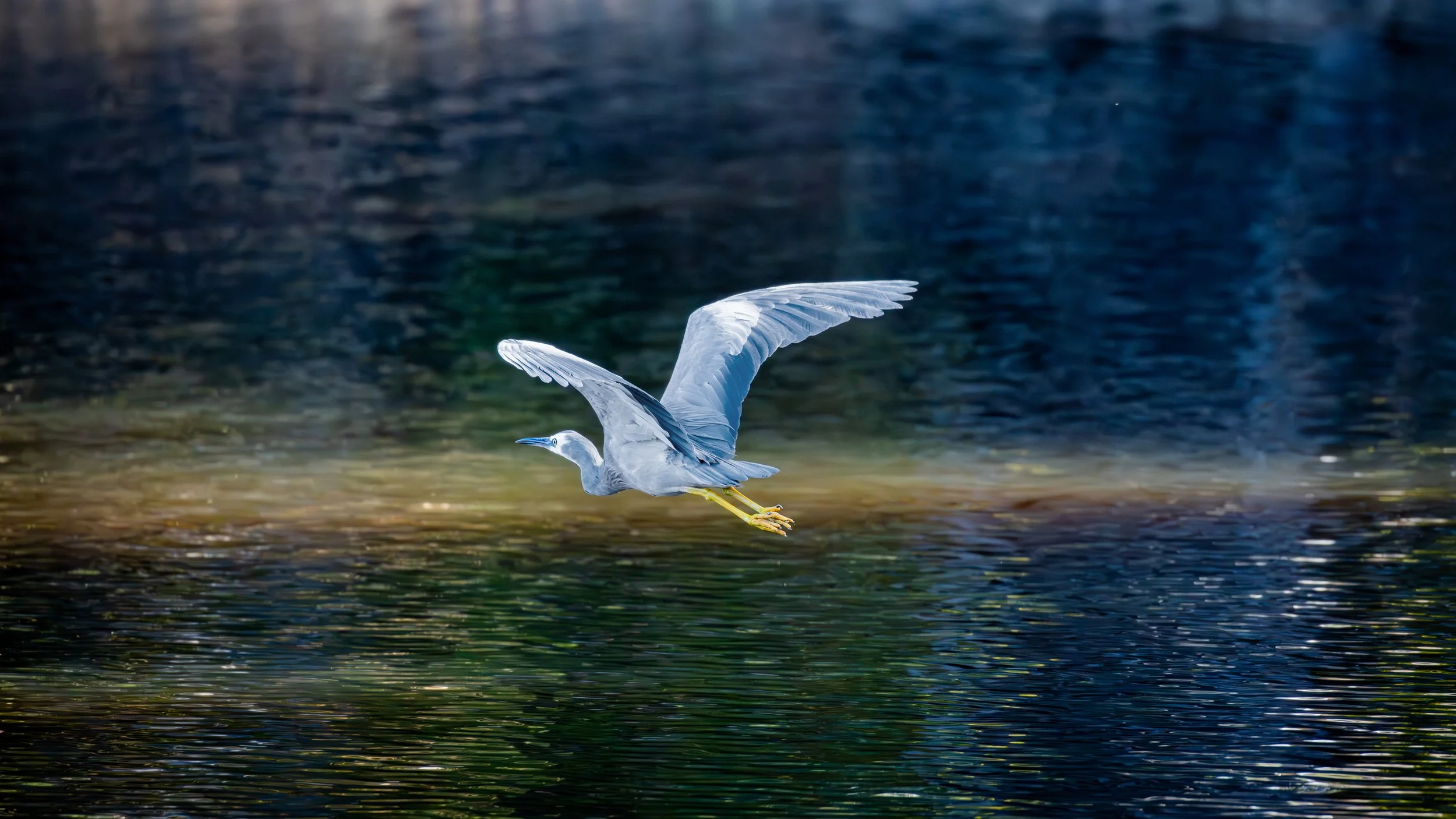 White Faced Heron, Belair National Park, SA, Australia. February 2026.