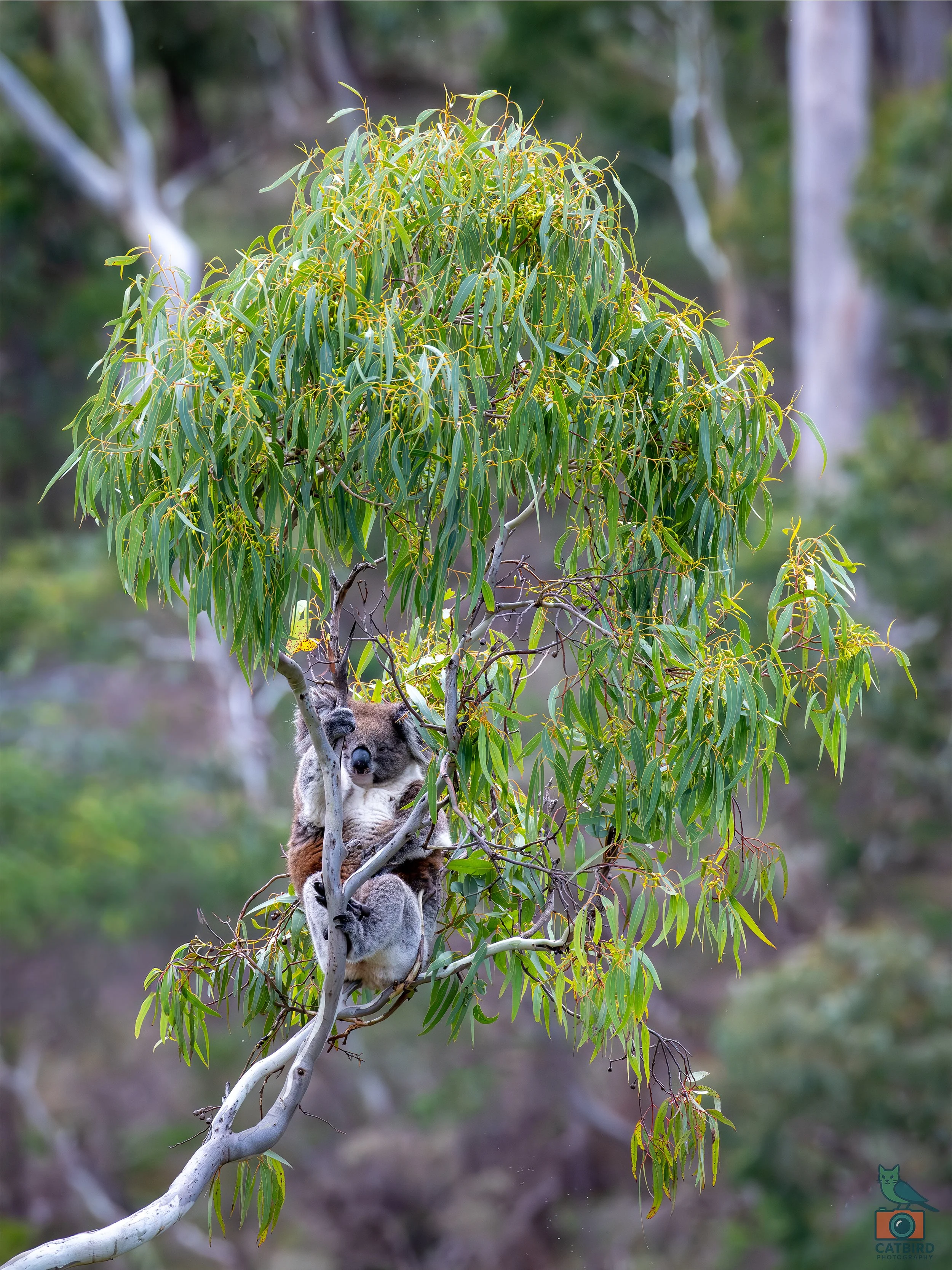 Koala, Belair National Park, SA, Australia. May 2026.