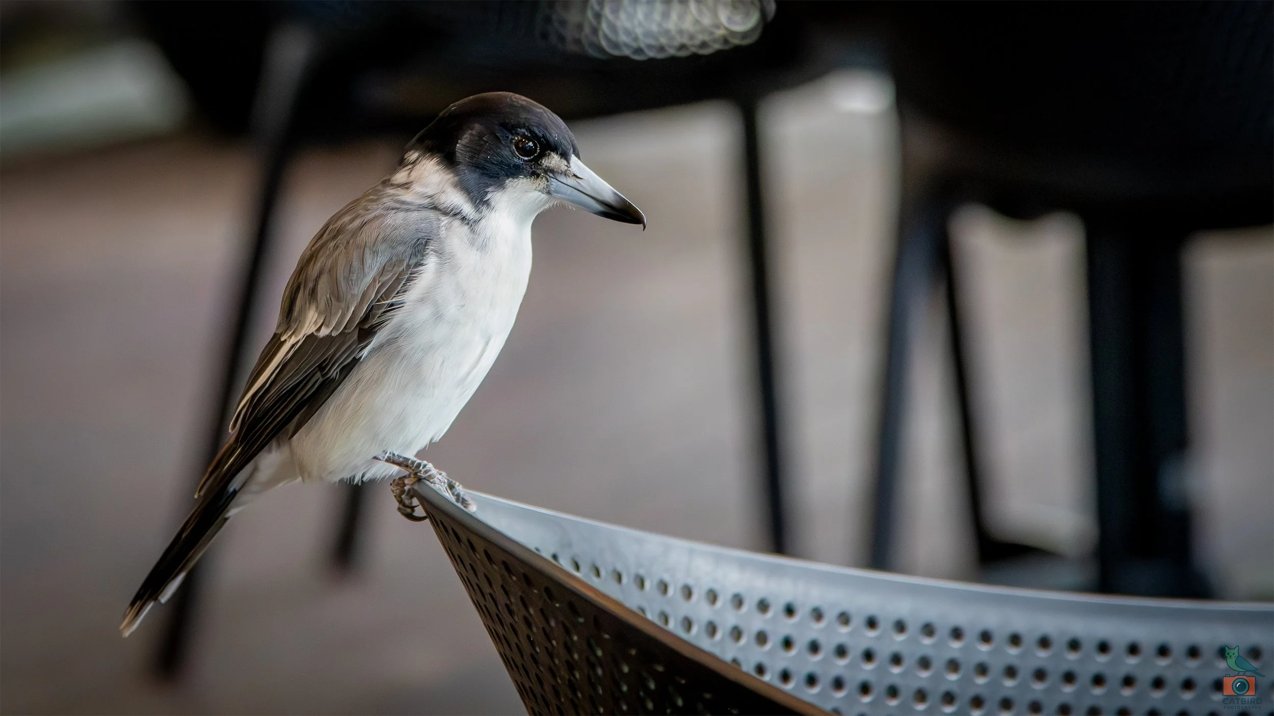 Grey Butcherbird, Byron Bay, QLD, Australia. April 2025.