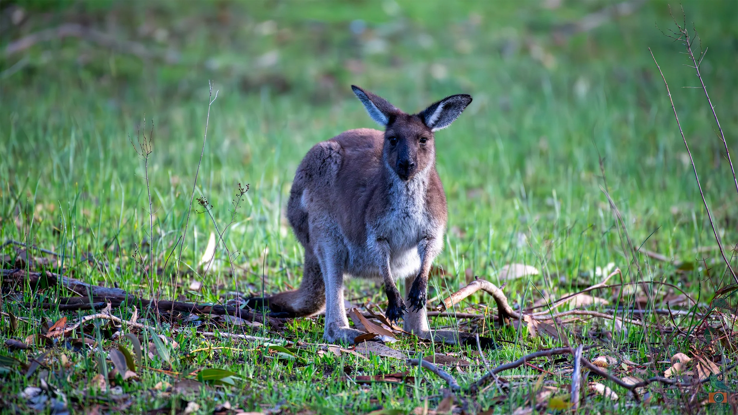 Western Grey Kangaroo, Belair National Park, SA, Australia. July 2025.