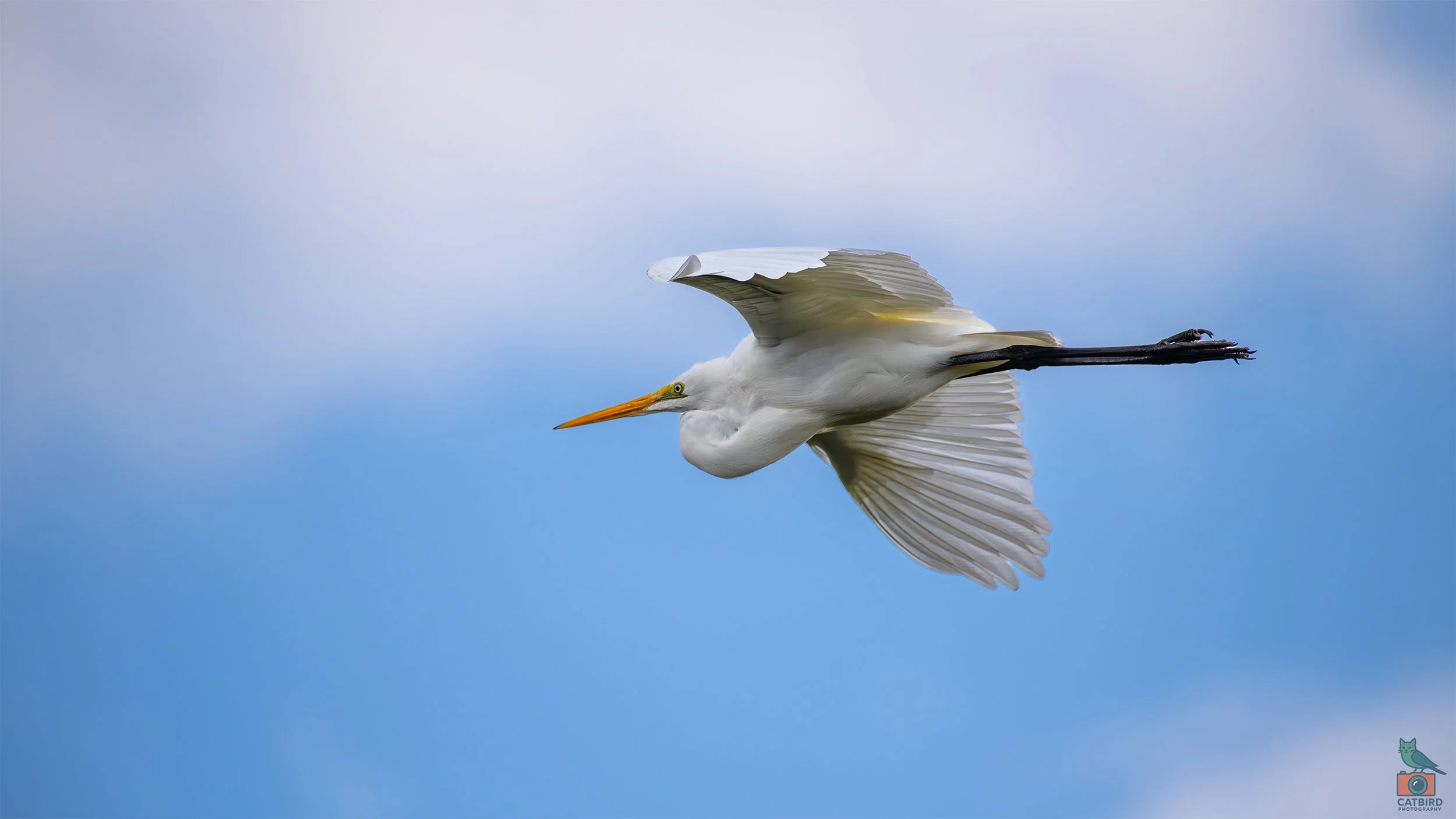 Great Egret, Port Fairy, VIC, Australia. May 2026.