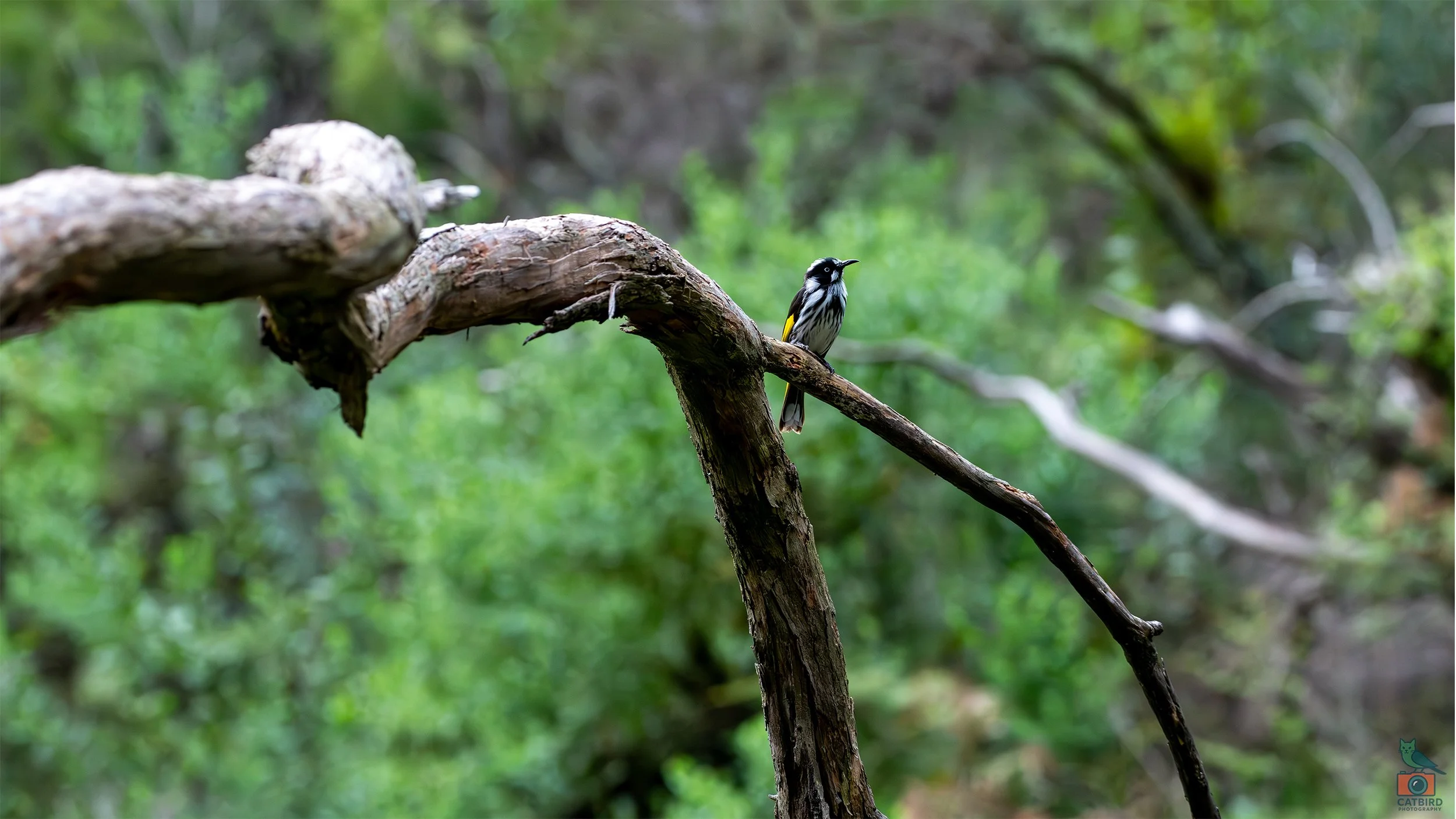 New Holland Honey Eater, Mt Lofty National Park, SA Australia. May 2026.
