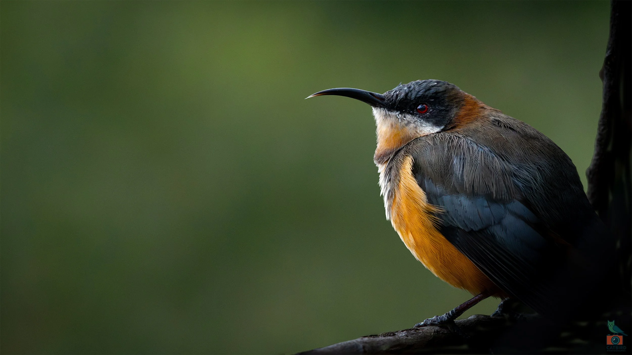 Eastern Spinebill, Mt Lofty National Park, SA Australia. May 2026.