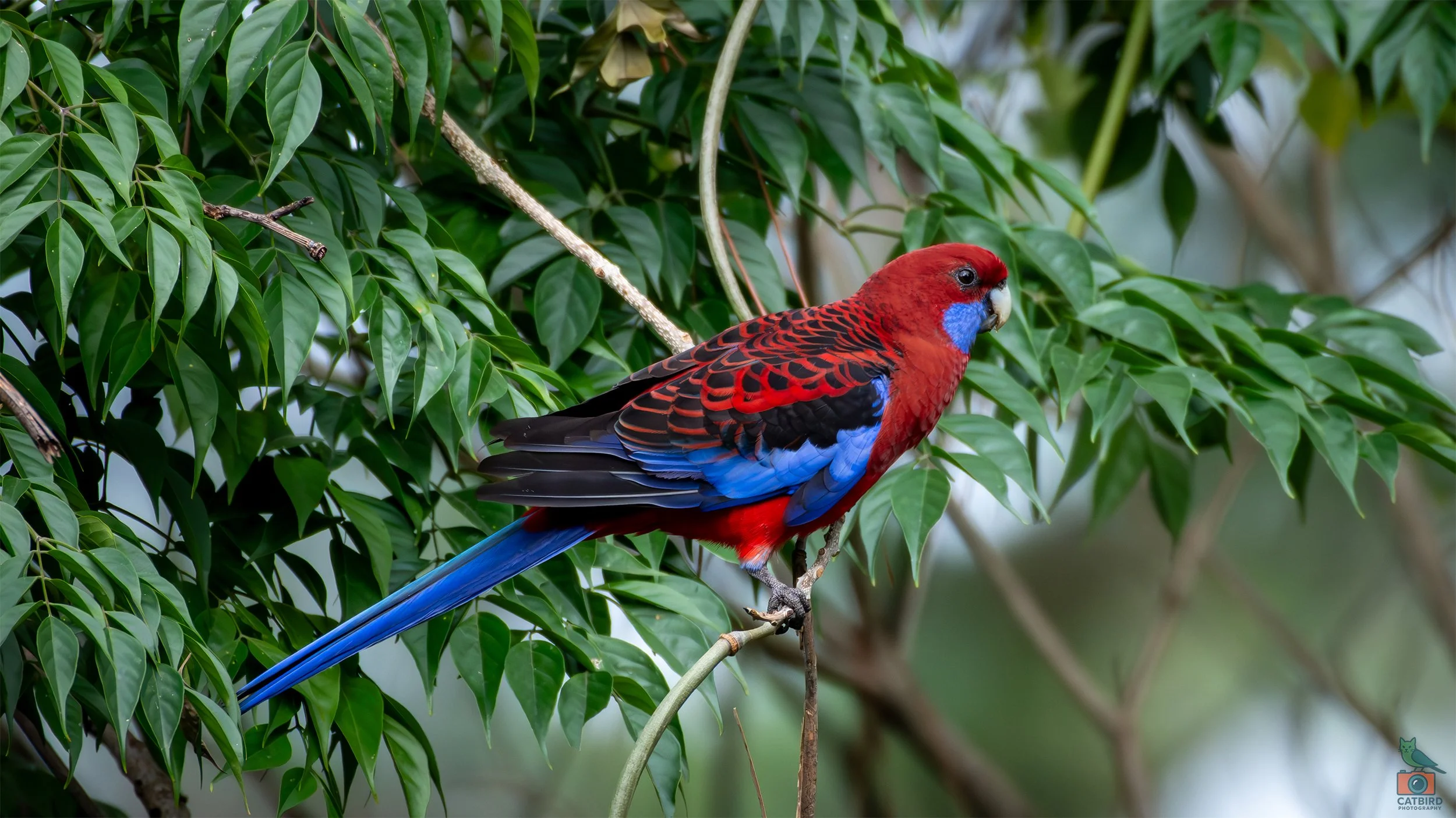 Crimson Rosella, Wollongong, NSW, Australia. April 2025.