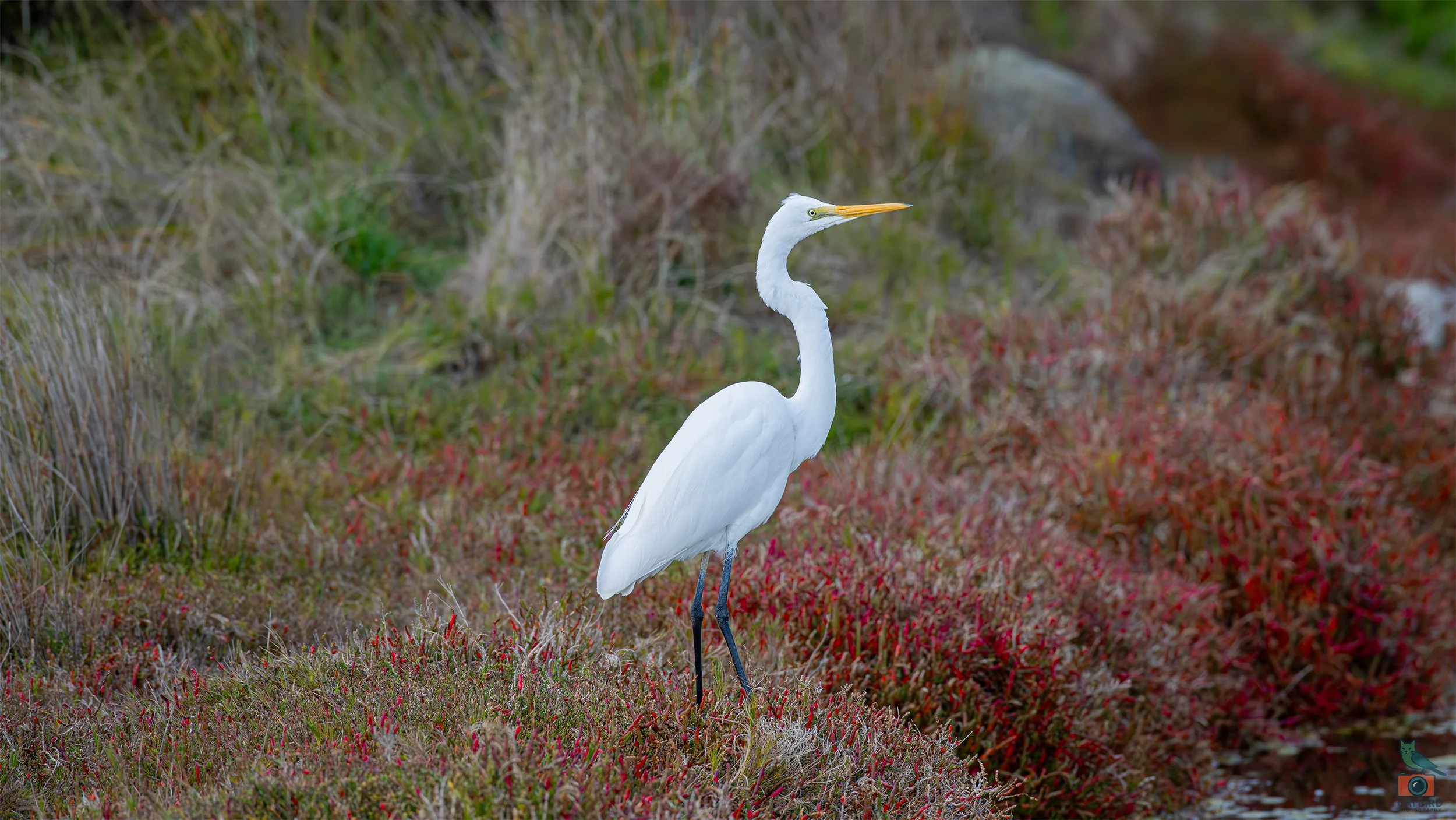 Great Egret, Port Fairy, VIC, Australia. May 2026.