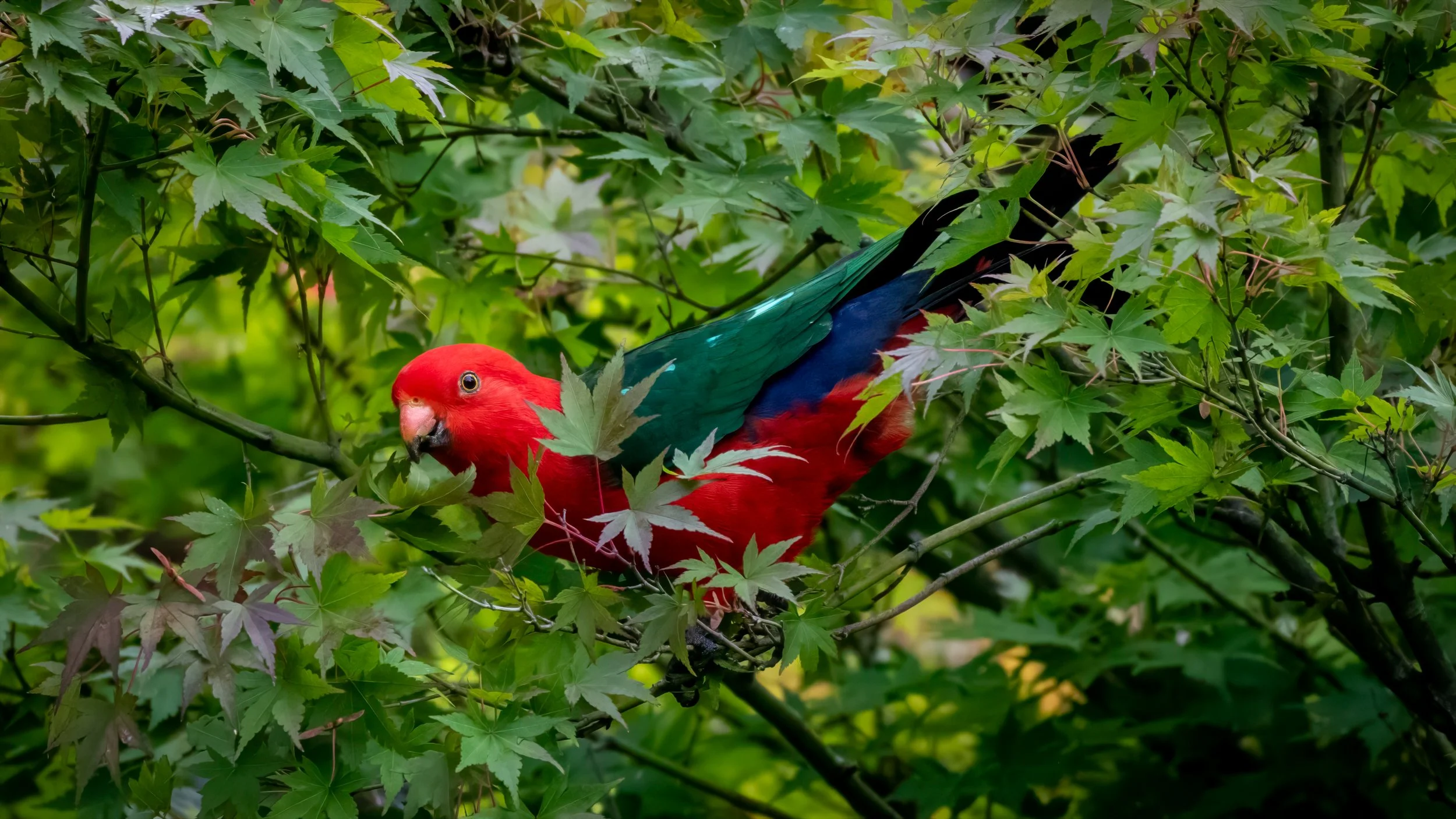 King Parrot (Male), Katoomba, NSW, Australia. April 2025.