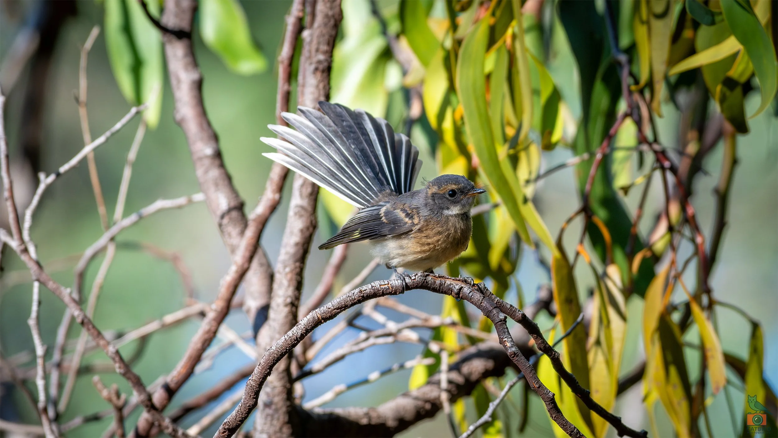Grey Fantail, Belair National Park, SA, Australia. January 2026.