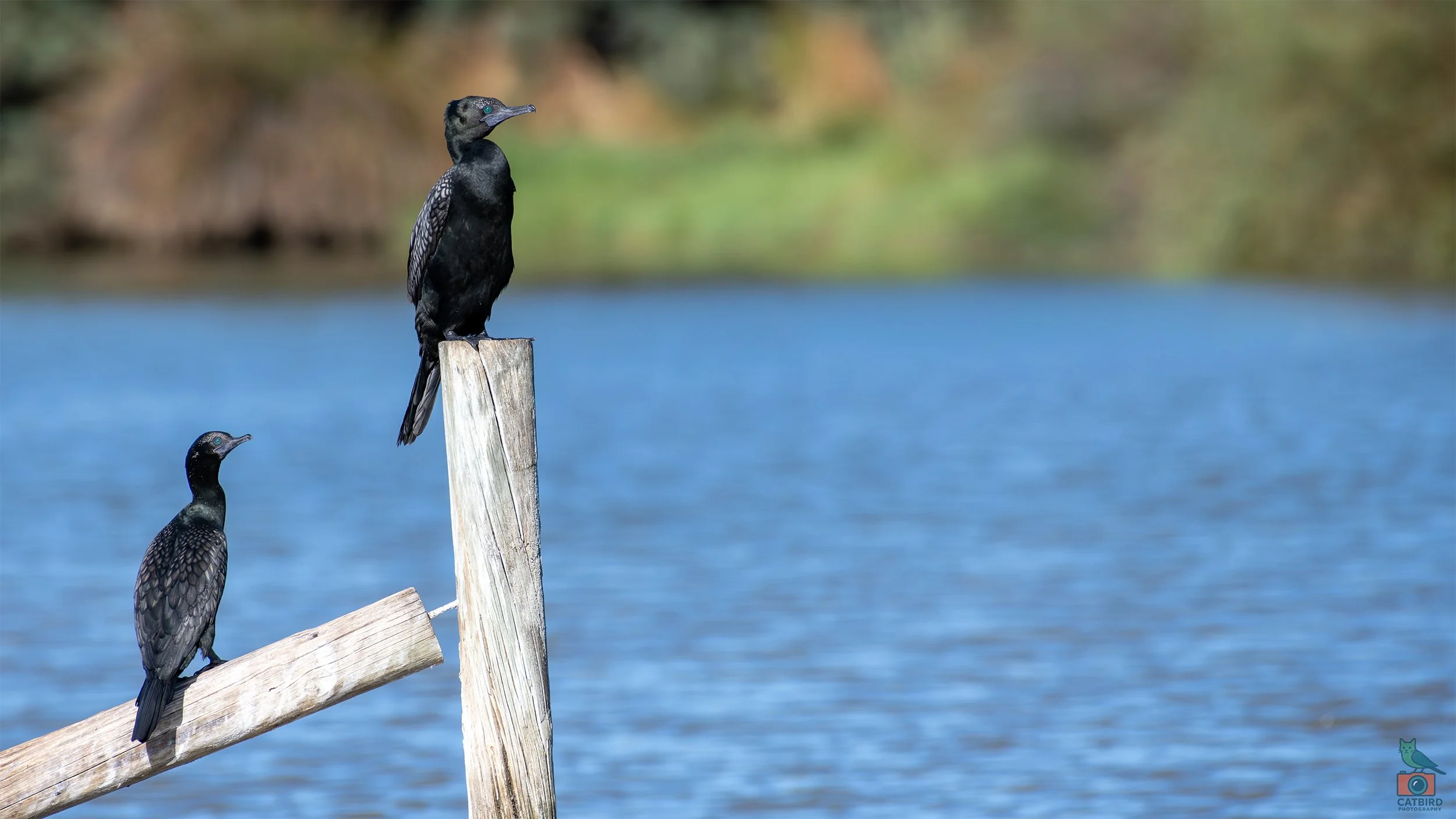 Little Black Cormorant, Greenfields Wetlands, SA, Australia. March 2026.