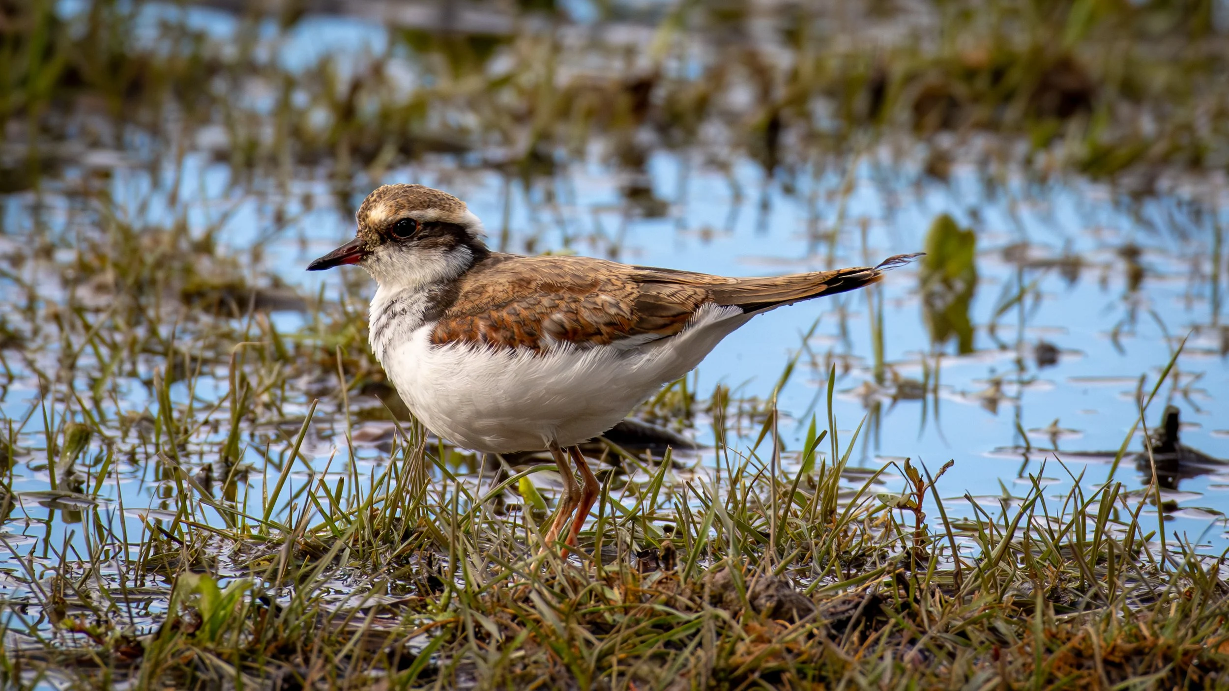 Red Capped Plover (Female), Laratinga Wetlands, SA, Australia. February 2026.