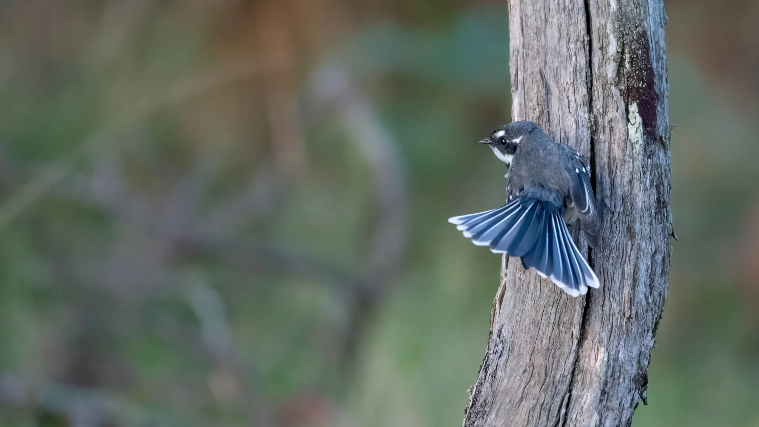 Grey Fantail, Katoomba, NSW, Australia. April 2025.