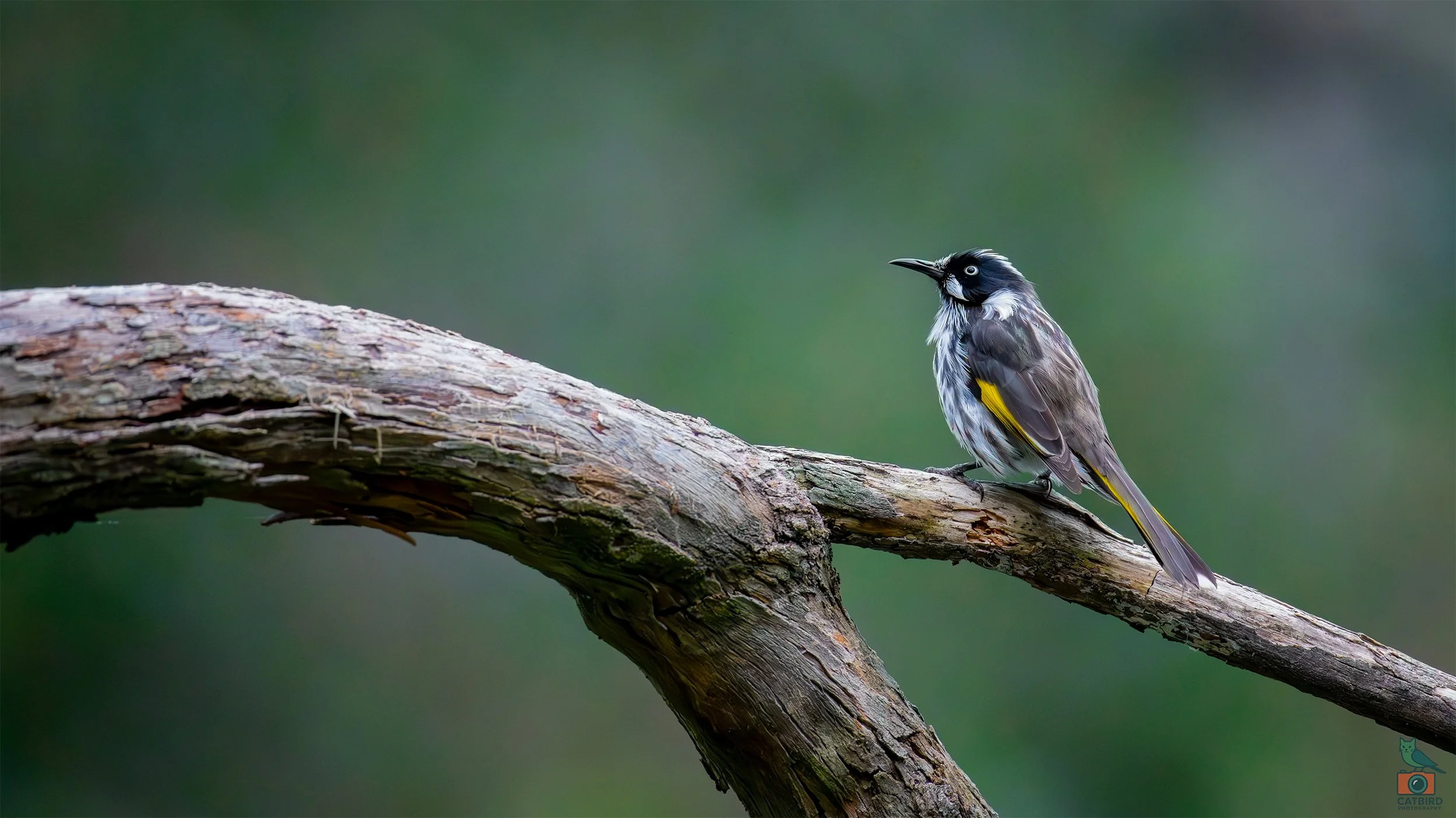 New Holland Honey Eater, Mt Lofty National Park, SA Australia. May 2026.