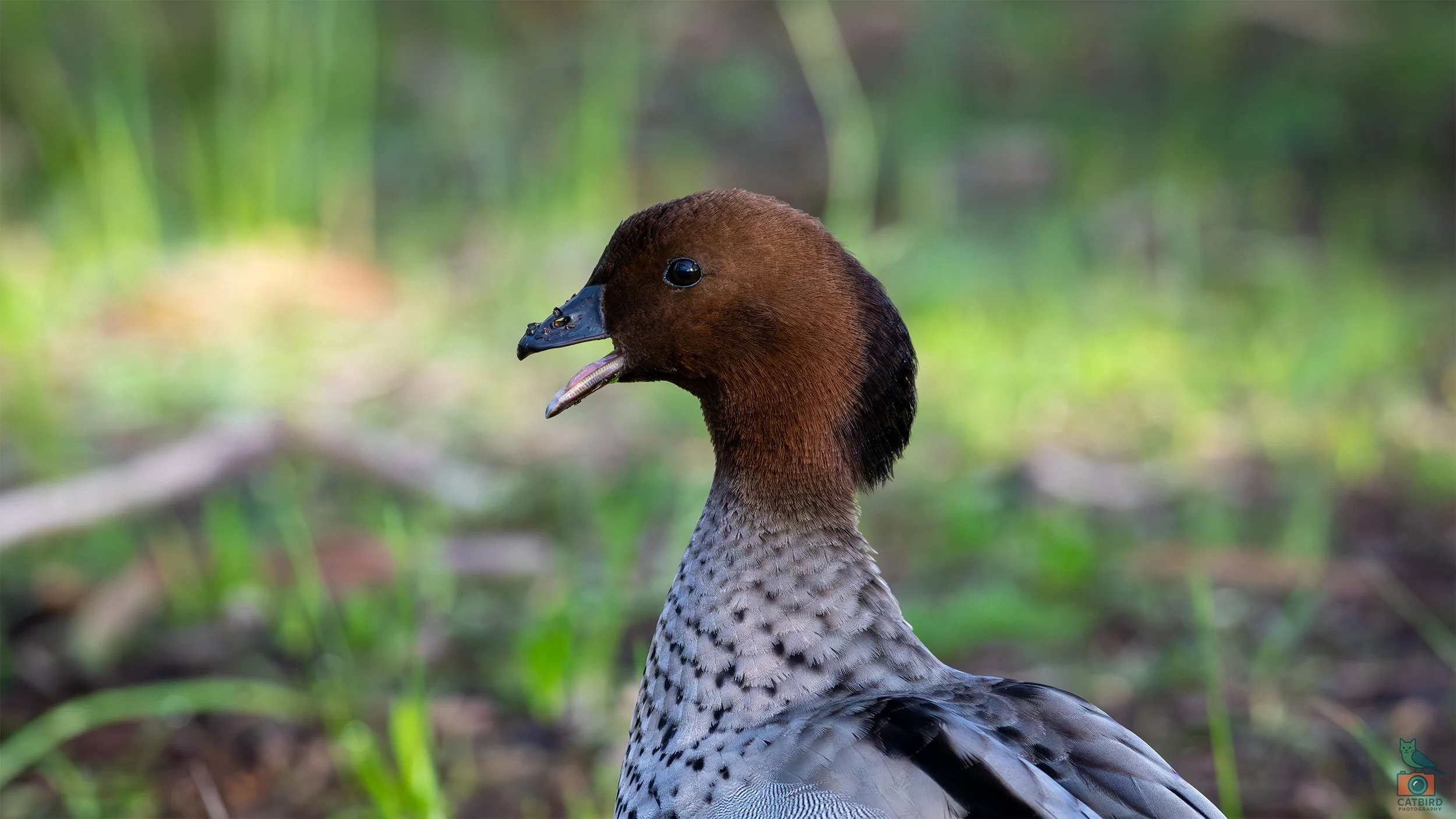 Australian Wood Duck (Male), Belair National Park, SA, Australia. July 2025.