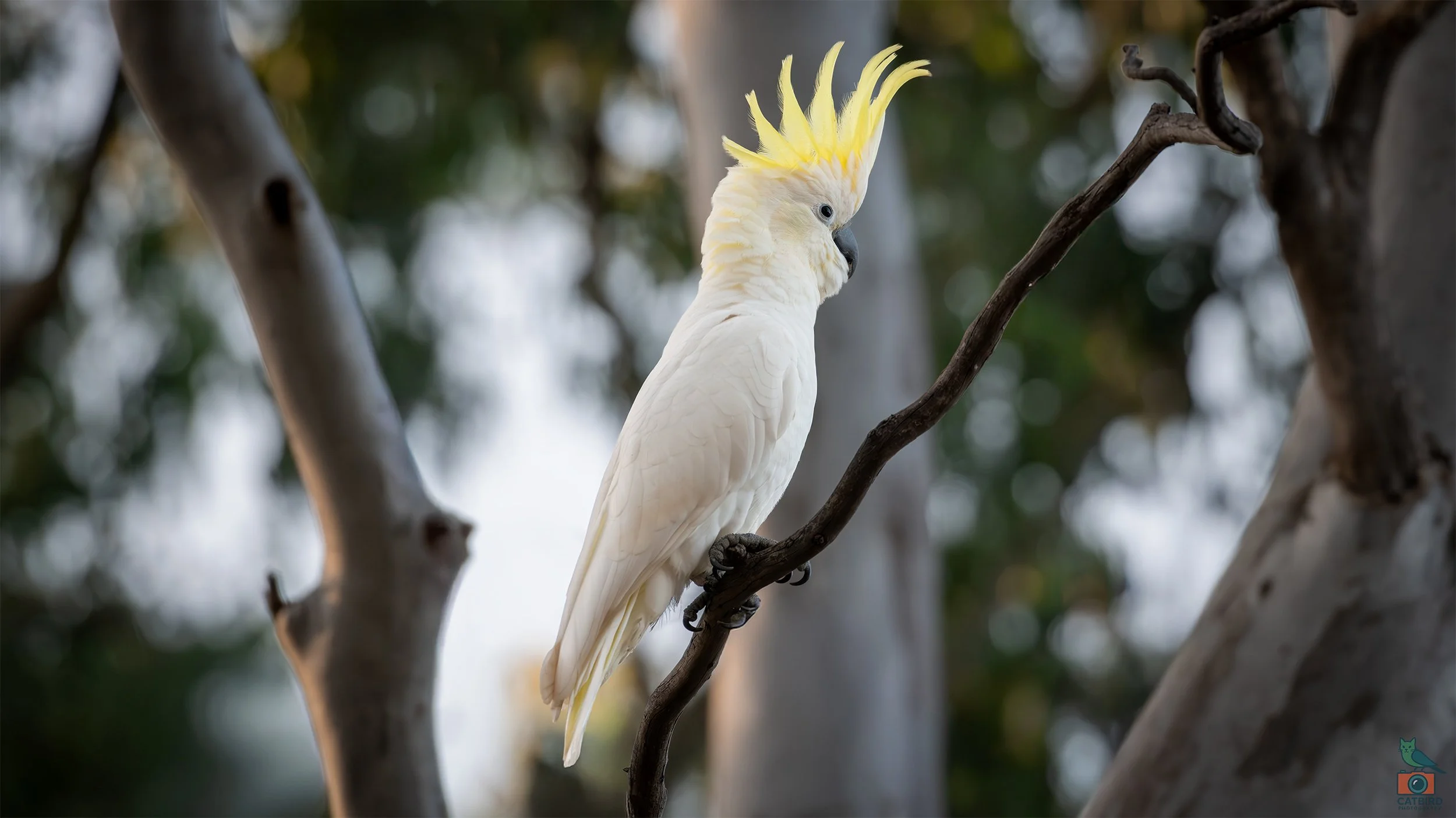 Sulphur Crested Cockatoo, Belair National Park, SA, Australia. January 2026.