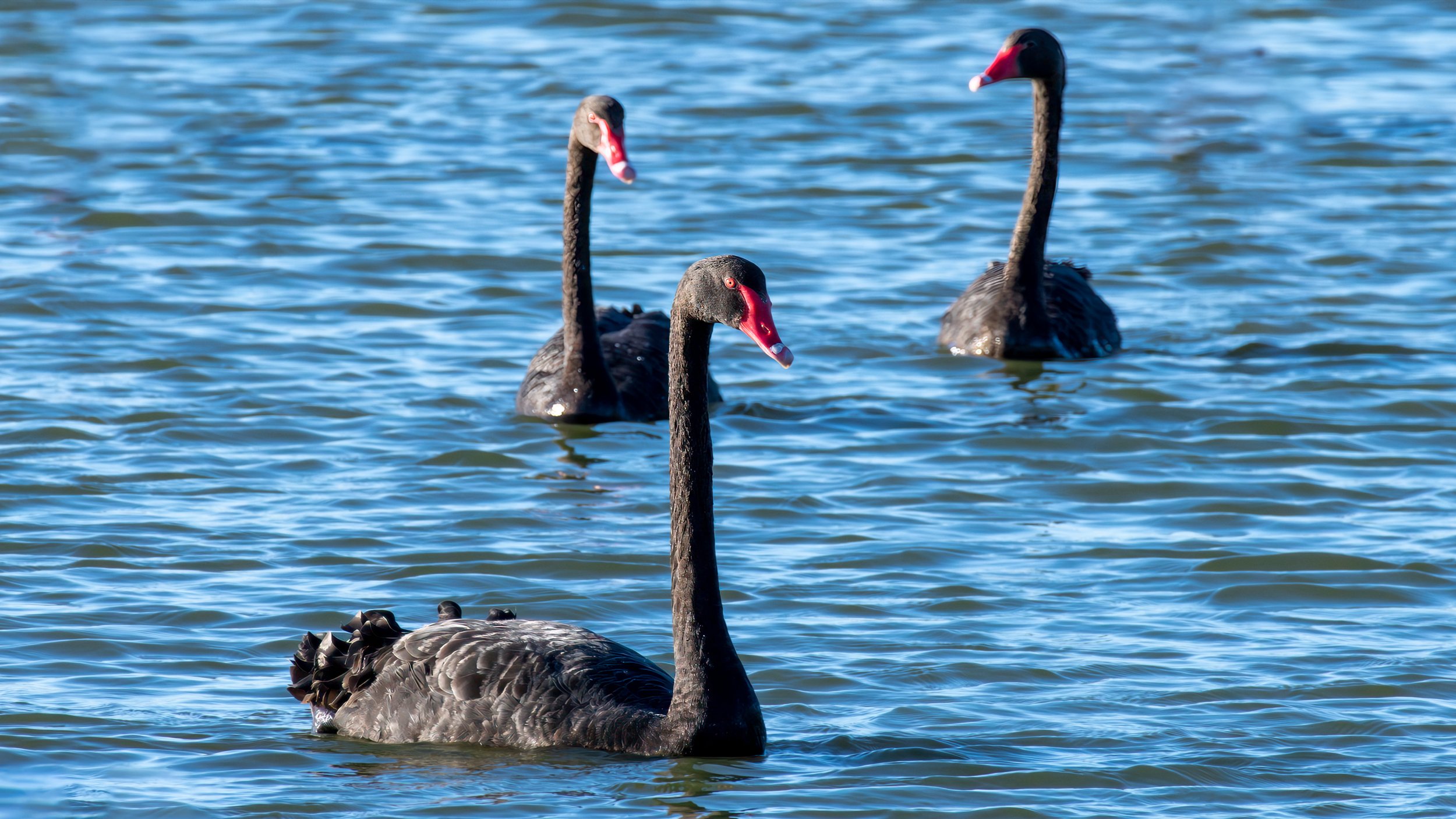 Black Swans, Greenfields Wetlands, SA, Australia. March 2025