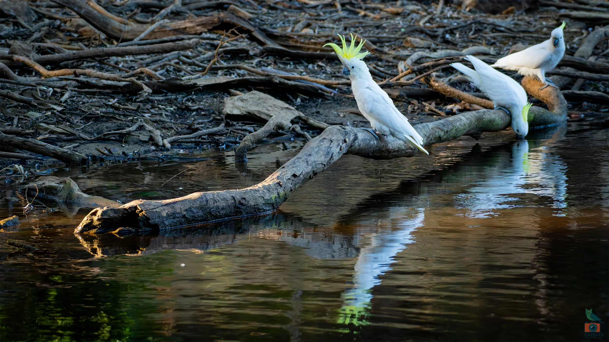 Sulphur Crested Cockatoo, Belair National Park, SA, Australia. February 2026.