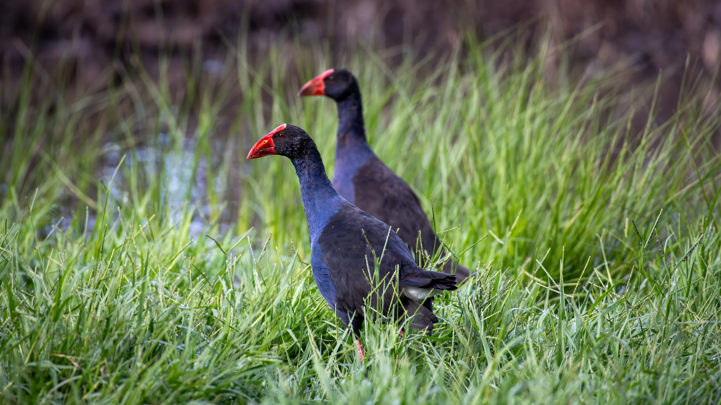 Swamp Hen, Laratinga Wetlands, SA, Australia. February 2026.